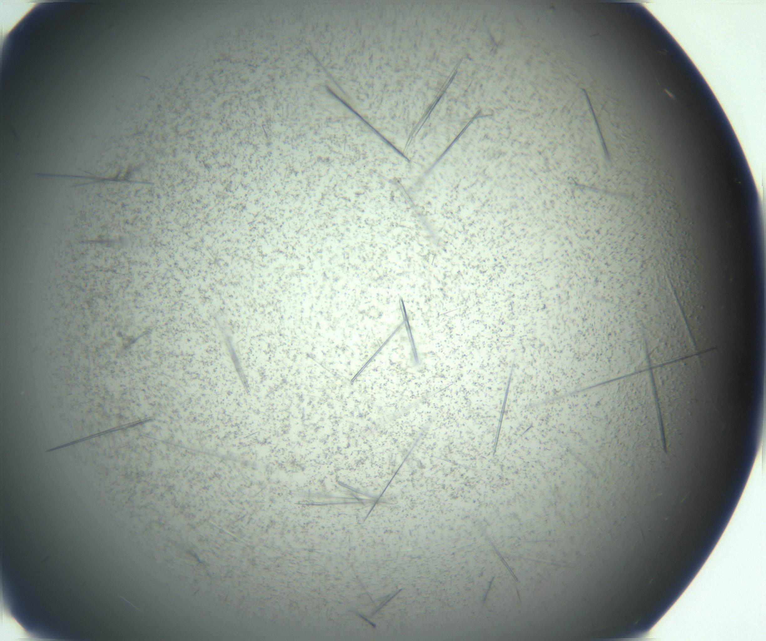 RI01_03_000_0212_Proj1_Clon1_MC_0000MC103167_005_161228_05_04_01_00_99_002_001_RAI.jpg