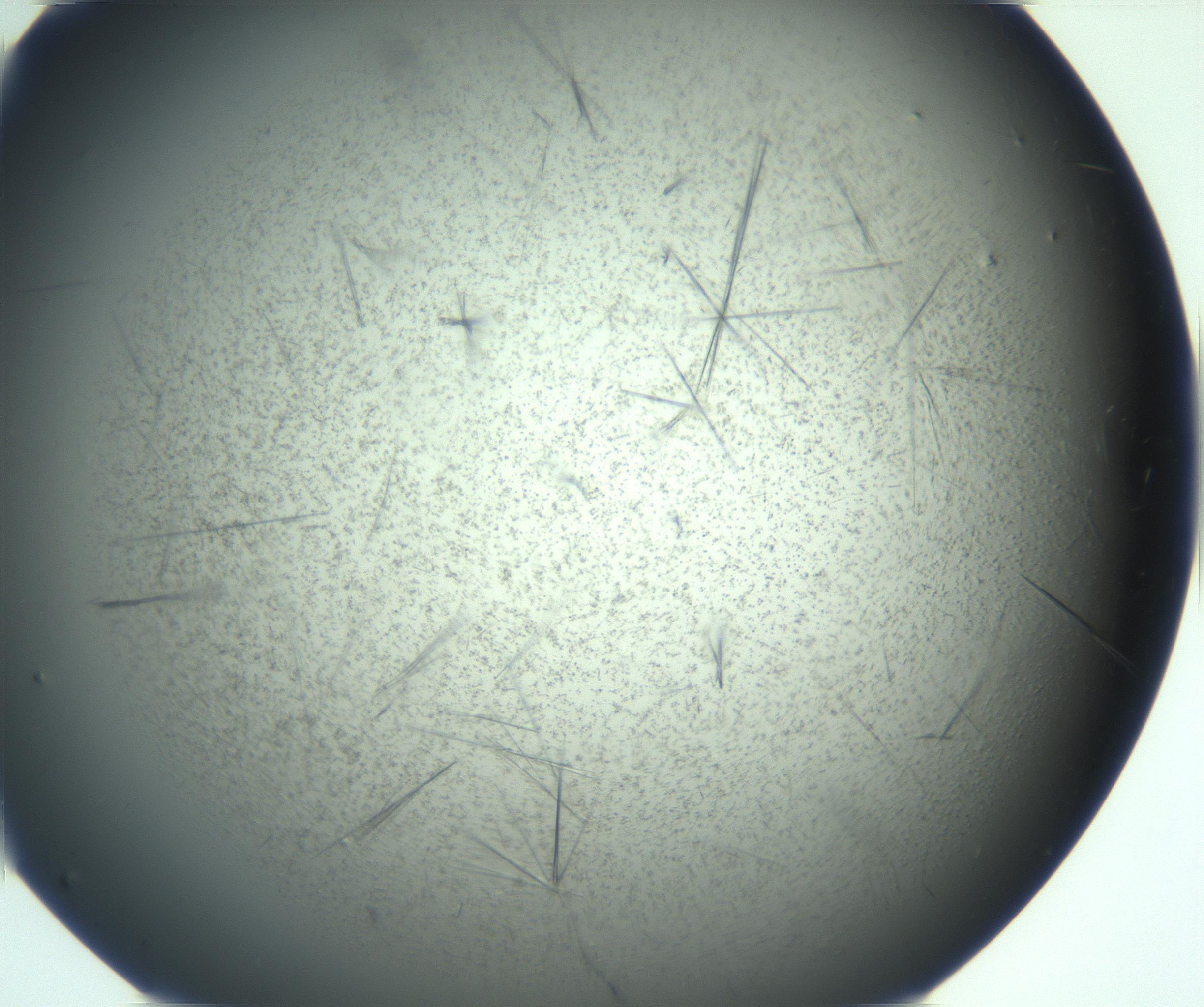 RI01_03_000_0212_Proj1_Clon1_MC_0000MC103167_005_161228_05_04_02_00_99_002_001_RAI.jpg