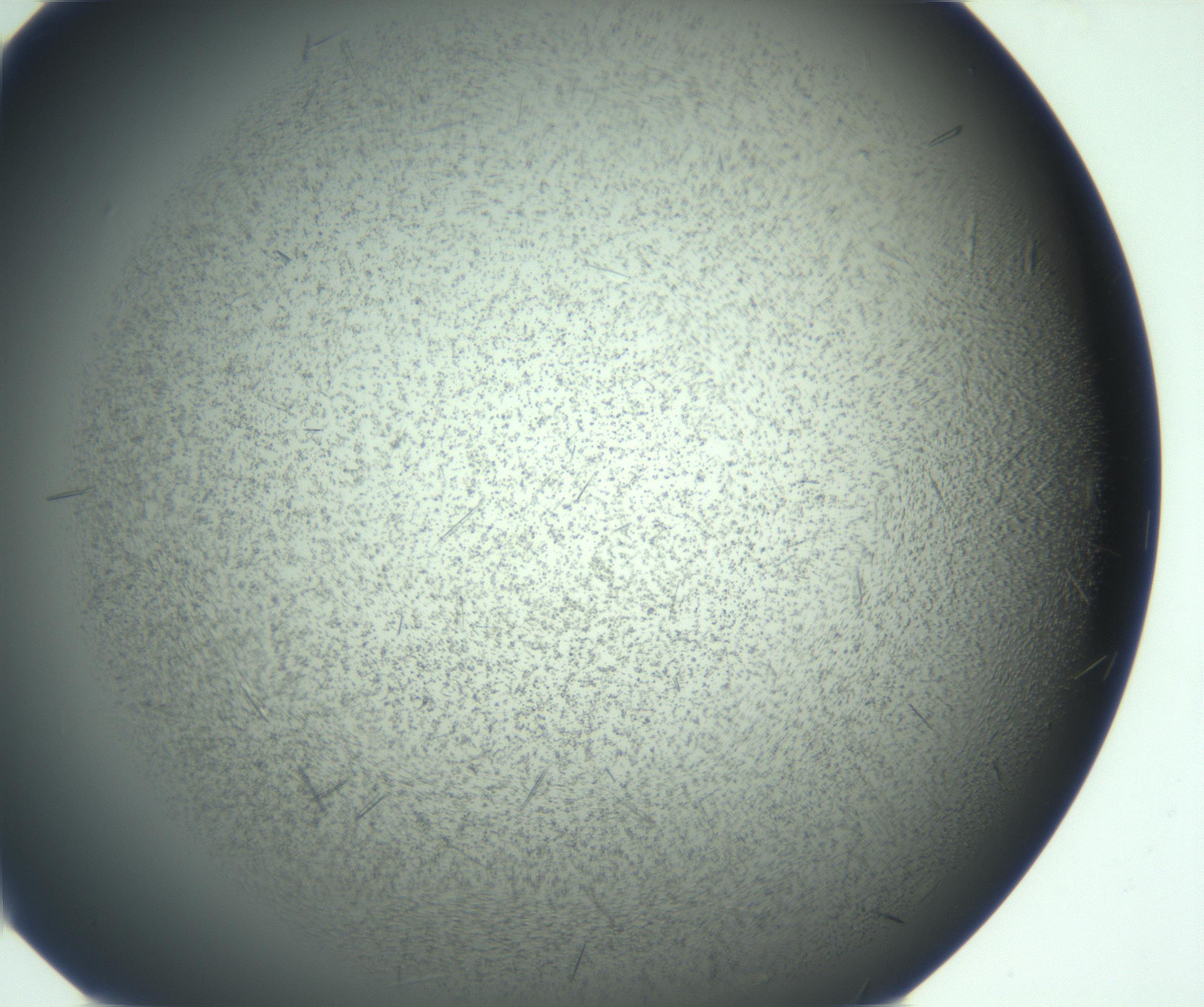 RI01_03_000_0212_Proj1_Clon1_MC_0000MC103167_005_161228_06_04_01_00_99_002_001_RAI.jpg