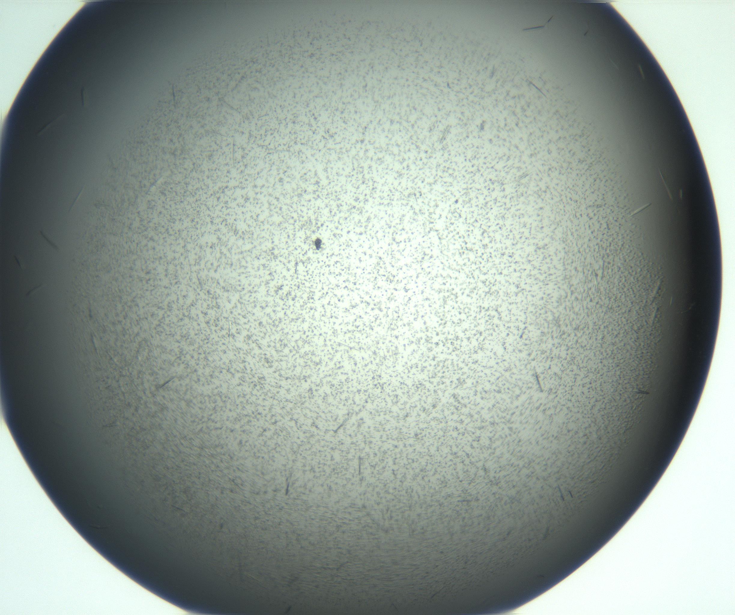 RI01_03_000_0212_Proj1_Clon1_MC_0000MC103167_005_161228_06_04_02_00_99_002_001_RAI.jpg