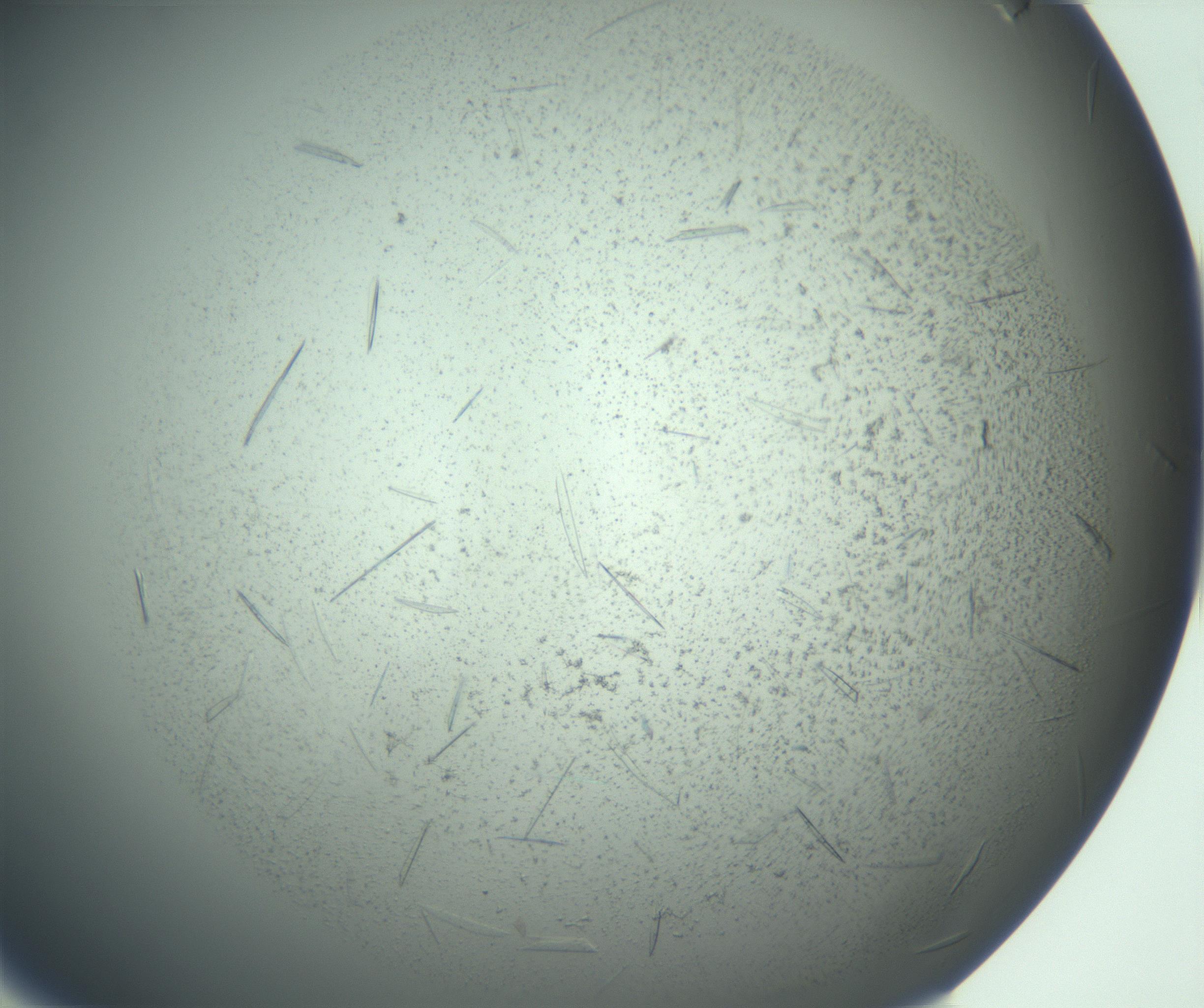 RI01_03_000_0212_Proj1_Clon1_MC_0000MC103167_005_161228_08_01_01_00_99_002_001_RAI.jpg
