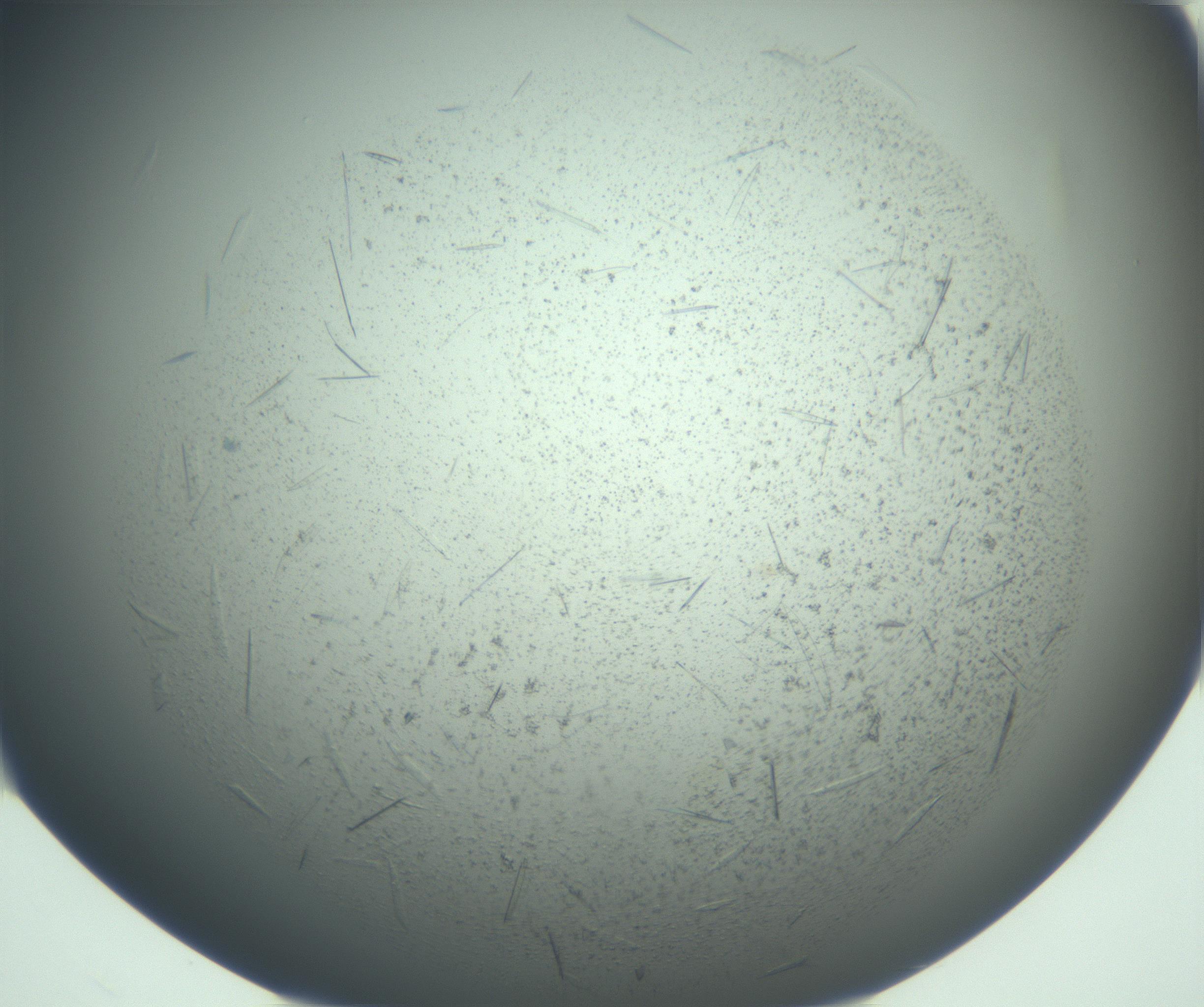 RI01_03_000_0212_Proj1_Clon1_MC_0000MC103167_005_161228_08_01_02_00_99_002_001_RAI.jpg