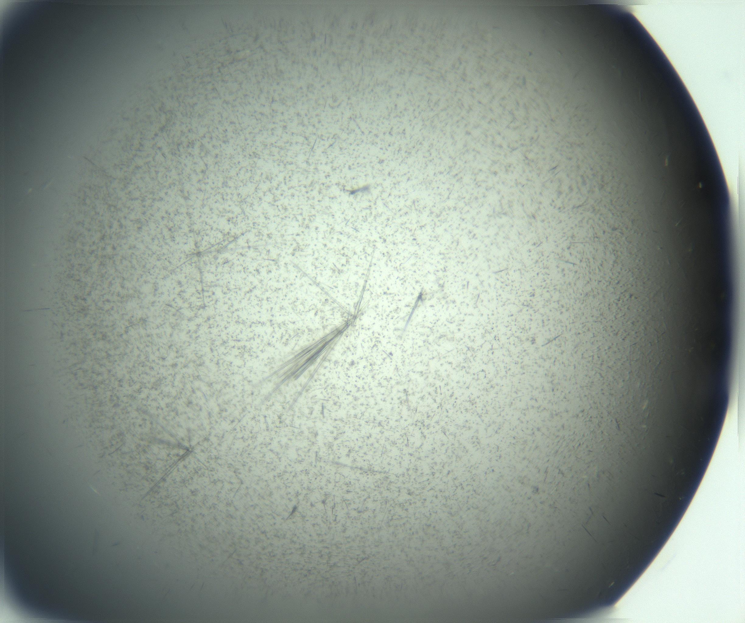 RI01_03_000_0212_Proj1_Clon1_MC_0000MC103167_005_161228_08_03_01_00_99_002_001_RAI.jpg