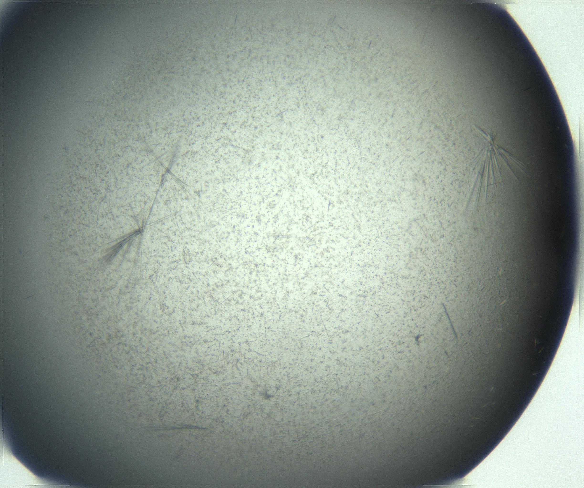 RI01_03_000_0212_Proj1_Clon1_MC_0000MC103167_005_161228_08_03_02_00_99_002_001_RAI.jpg