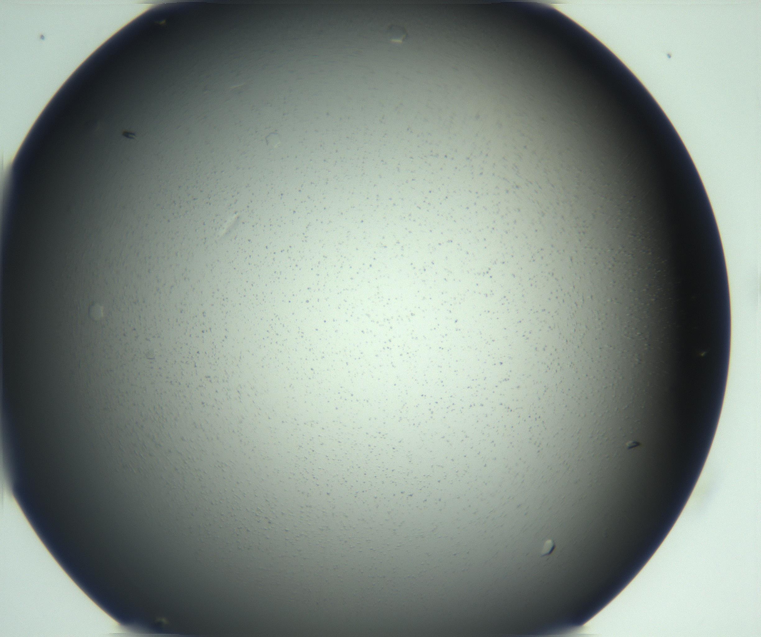 RI01_03_000_0212_Proj1_Clon1_MC_0000MC103167_005_161228_11_03_01_00_99_002_001_RAI.jpg