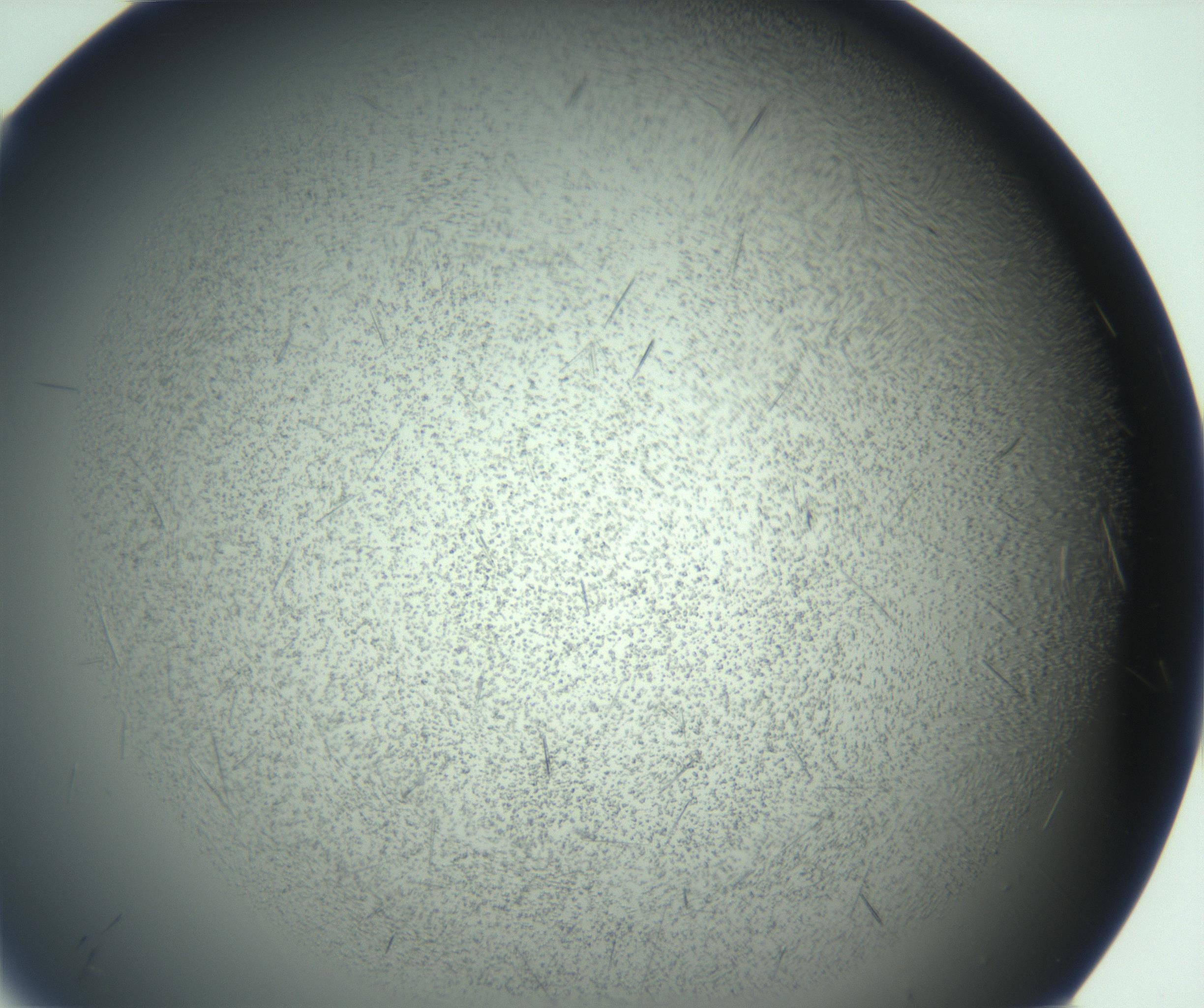 RI01_03_000_0212_Proj1_Clon1_MC_0000MC103167_005_161228_12_06_01_00_99_002_001_RAI.jpg