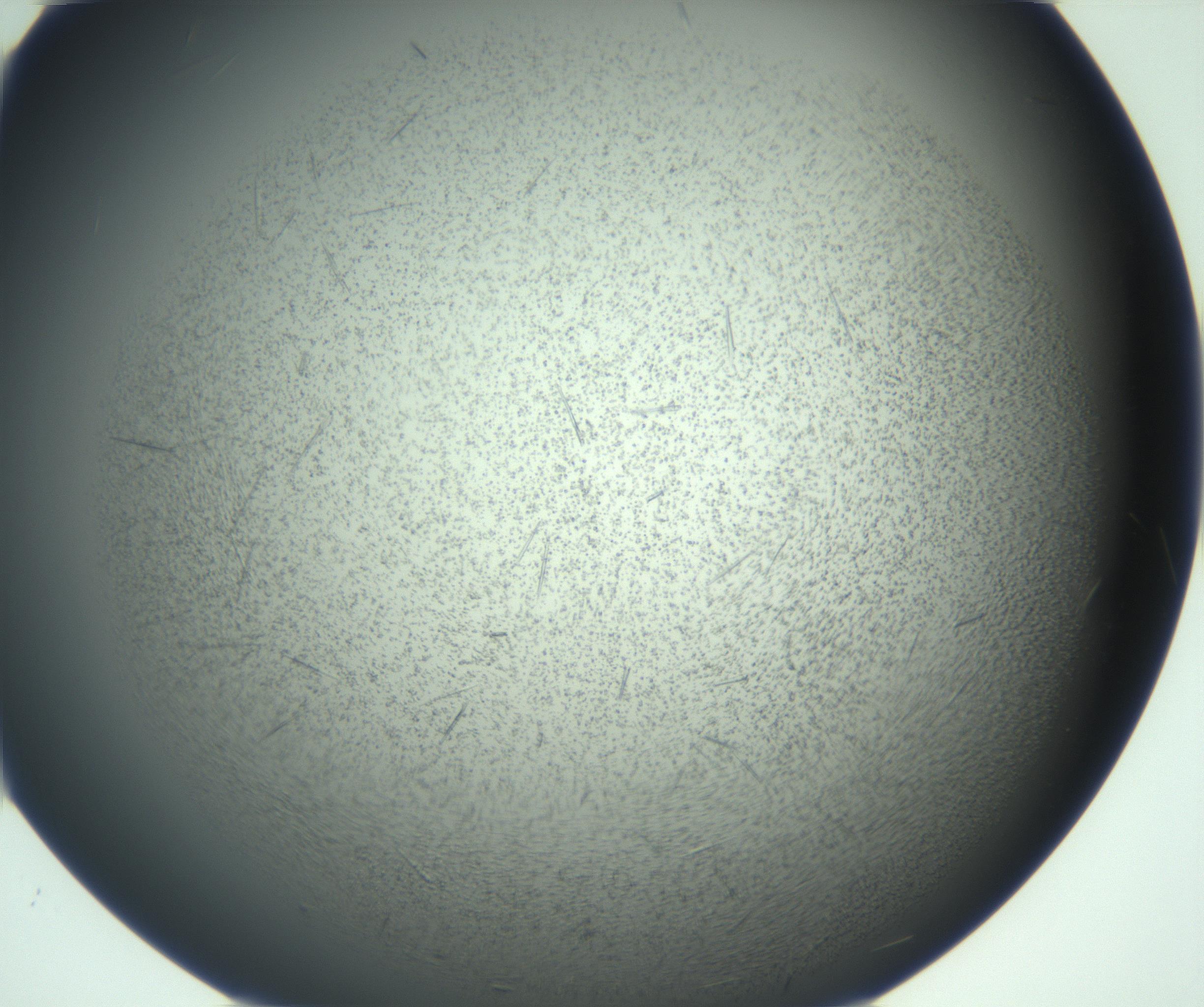 RI01_03_000_0212_Proj1_Clon1_MC_0000MC103167_005_161228_12_06_02_00_99_002_001_RAI.jpg