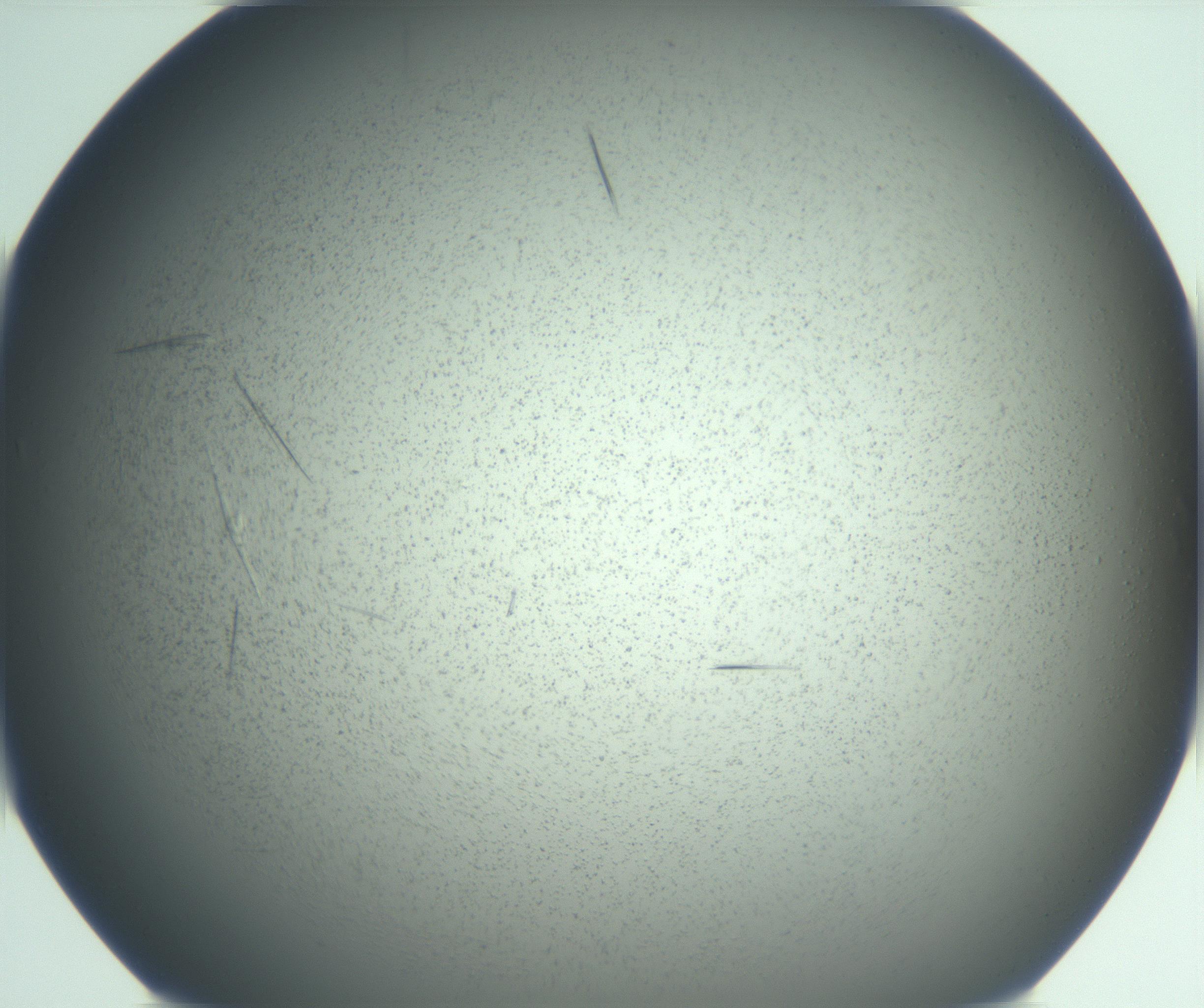 RI01_03_000_0212_Proj1_Clon1_MC_0000MC103167_006_161231_01_08_01_00_99_002_001_RAI.jpg