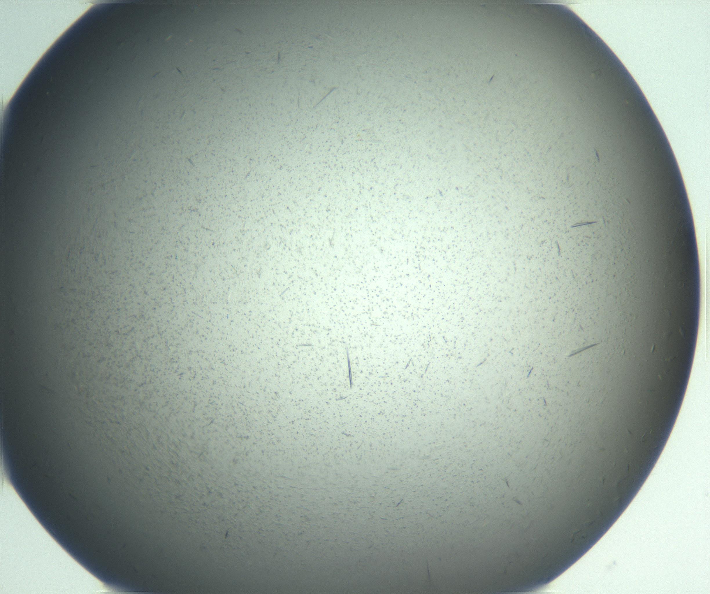 RI01_03_000_0212_Proj1_Clon1_MC_0000MC103167_006_161231_01_08_02_00_99_002_001_RAI.jpg