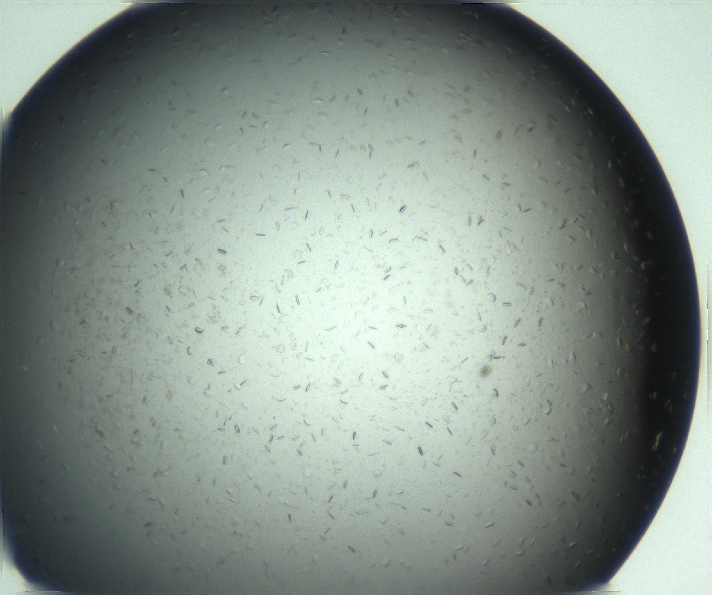 RI01_03_000_0212_Proj1_Clon1_MC_0000MC103167_006_161231_02_04_01_00_99_002_001_RAI.jpg