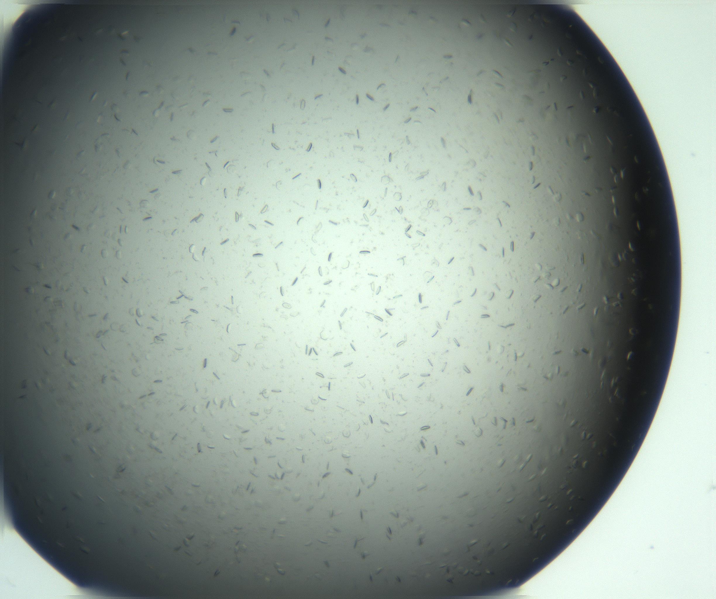 RI01_03_000_0212_Proj1_Clon1_MC_0000MC103167_006_161231_02_04_02_00_99_002_001_RAI.jpg