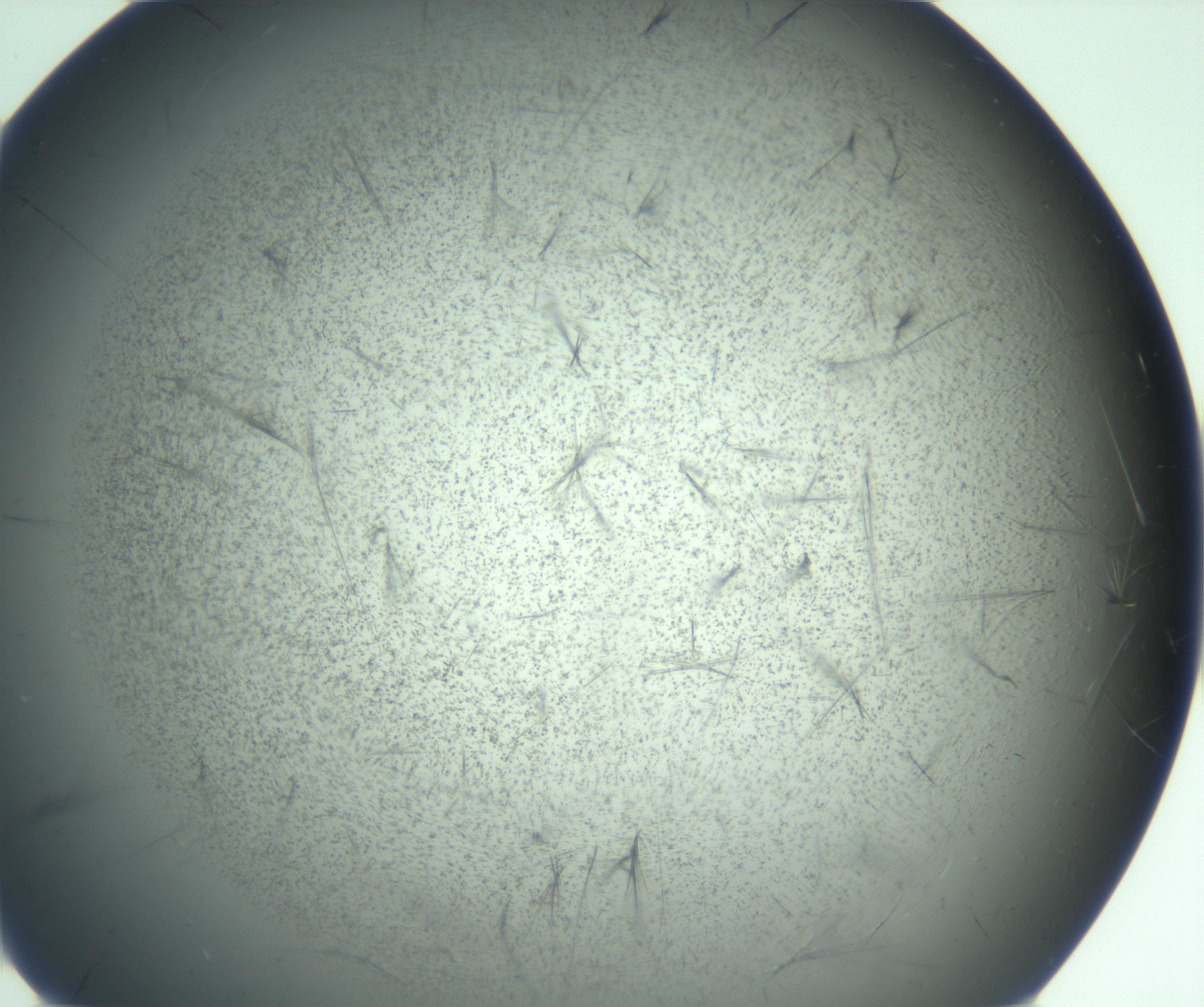 RI01_03_000_0212_Proj1_Clon1_MC_0000MC103167_006_161231_02_05_01_00_99_002_001_RAI.jpg