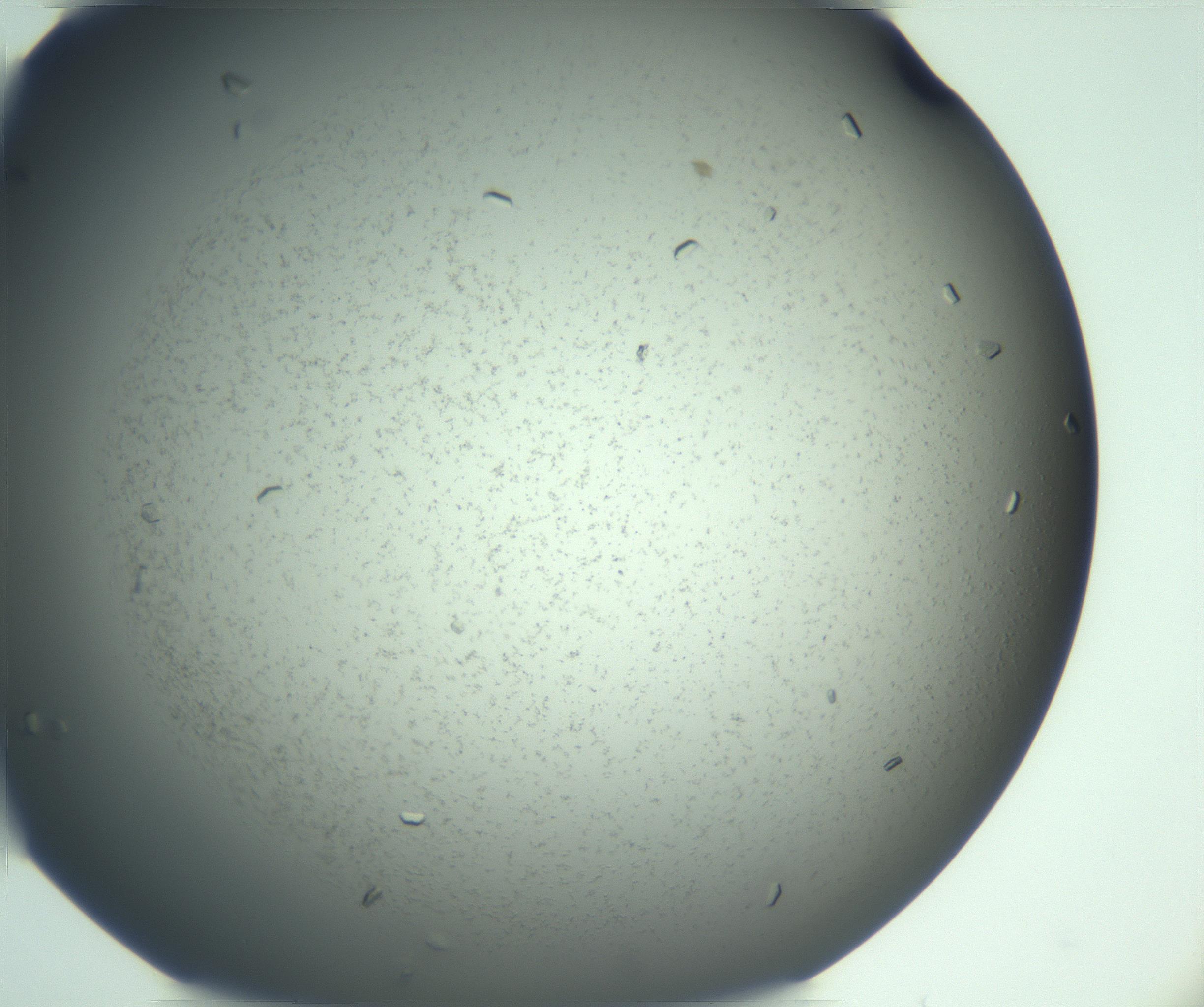 RI01_03_000_0212_Proj1_Clon1_MC_0000MC103167_006_161231_03_01_02_00_99_002_001_RAI.jpg