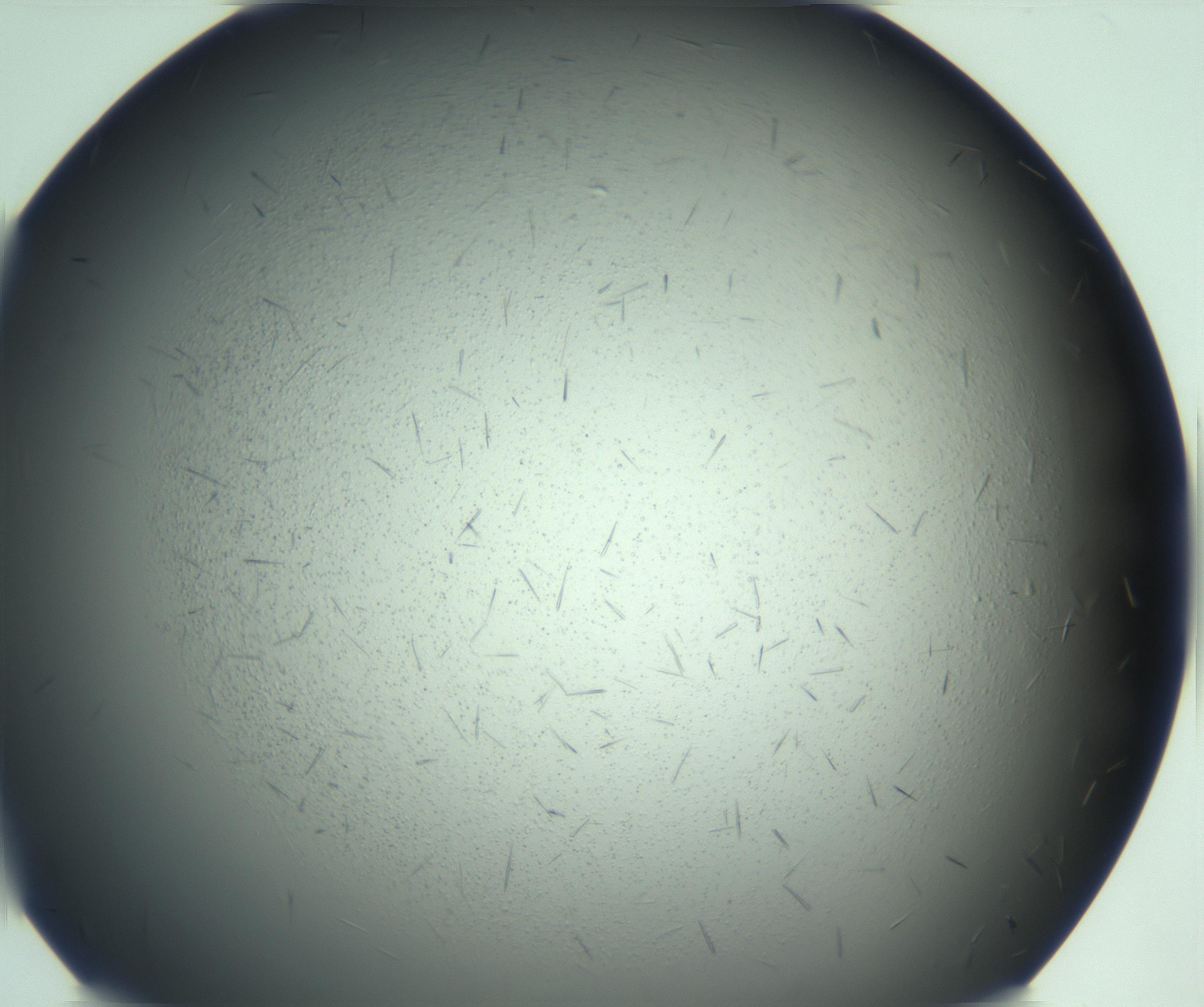RI01_03_000_0212_Proj1_Clon1_MC_0000MC103167_006_161231_05_01_01_00_99_002_001_RAI.jpg