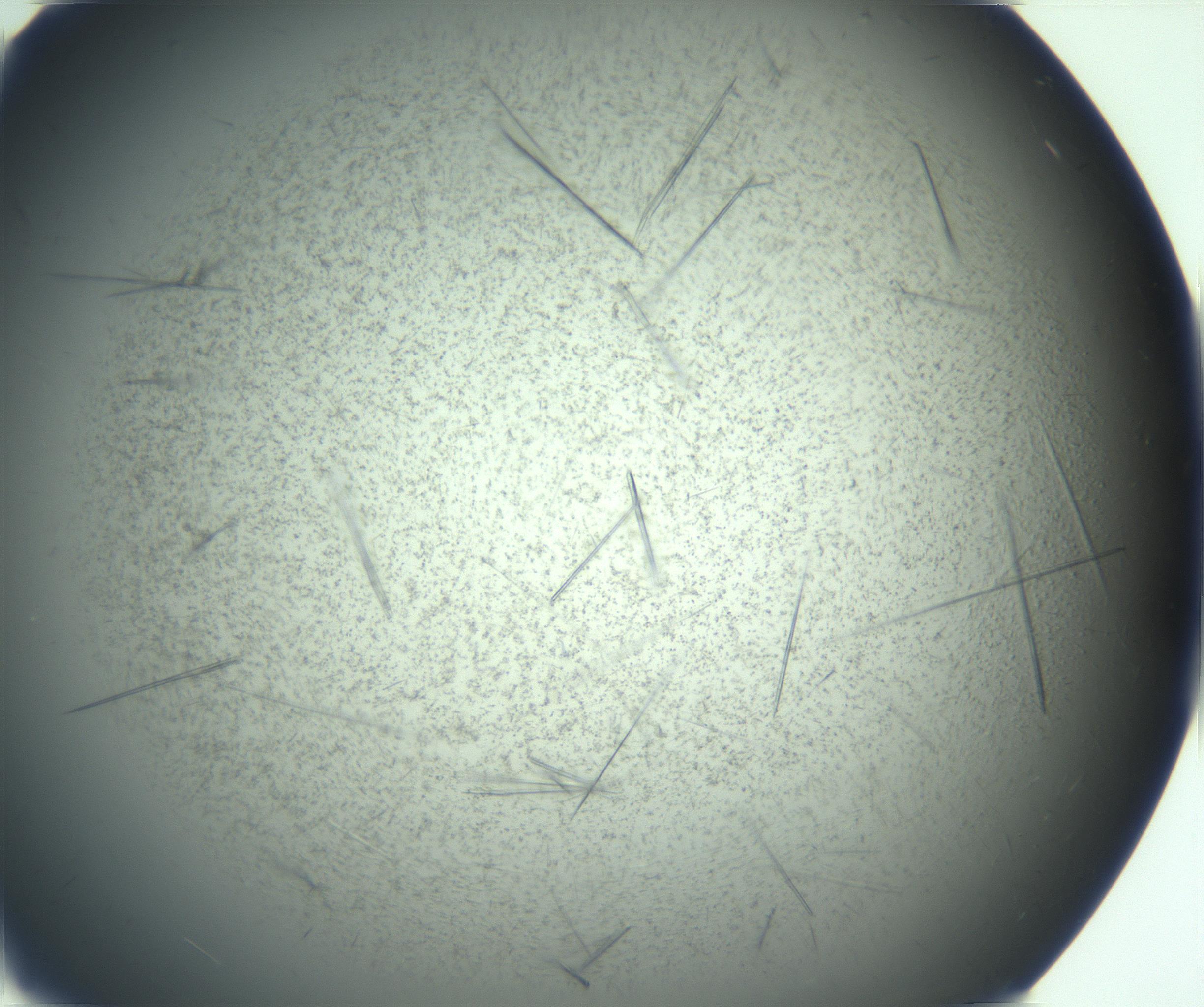 RI01_03_000_0212_Proj1_Clon1_MC_0000MC103167_006_161231_05_04_01_00_99_002_001_RAI.jpg