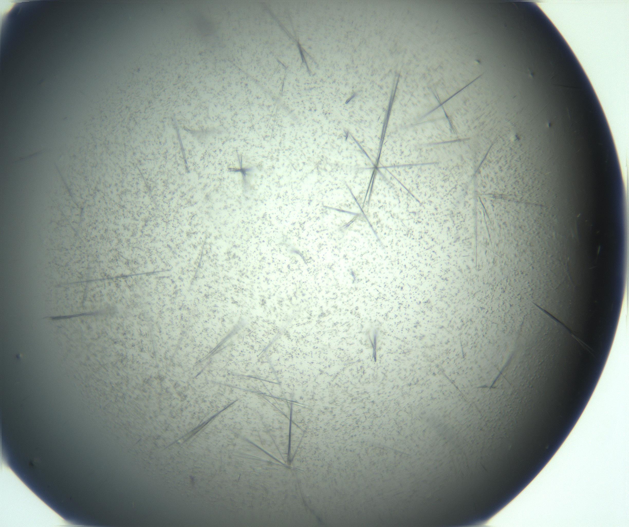 RI01_03_000_0212_Proj1_Clon1_MC_0000MC103167_006_161231_05_04_02_00_99_002_001_RAI.jpg