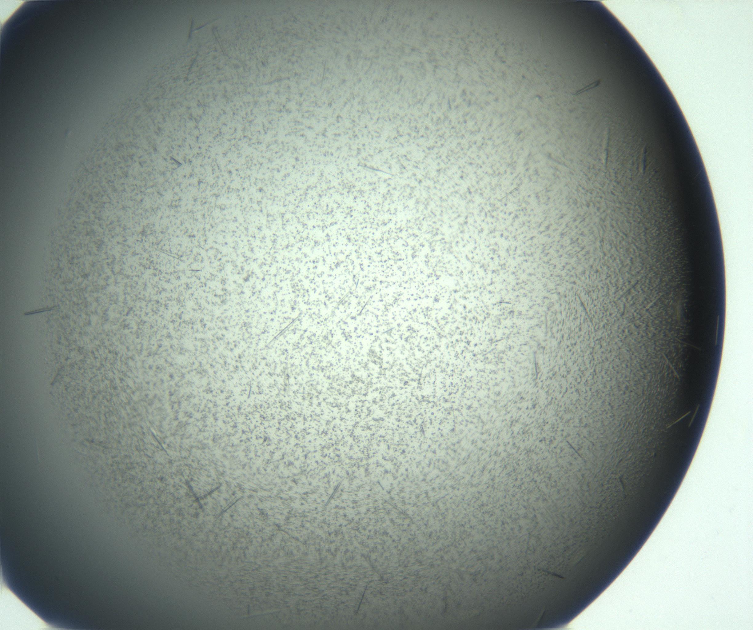 RI01_03_000_0212_Proj1_Clon1_MC_0000MC103167_006_161231_06_04_01_00_99_002_001_RAI.jpg