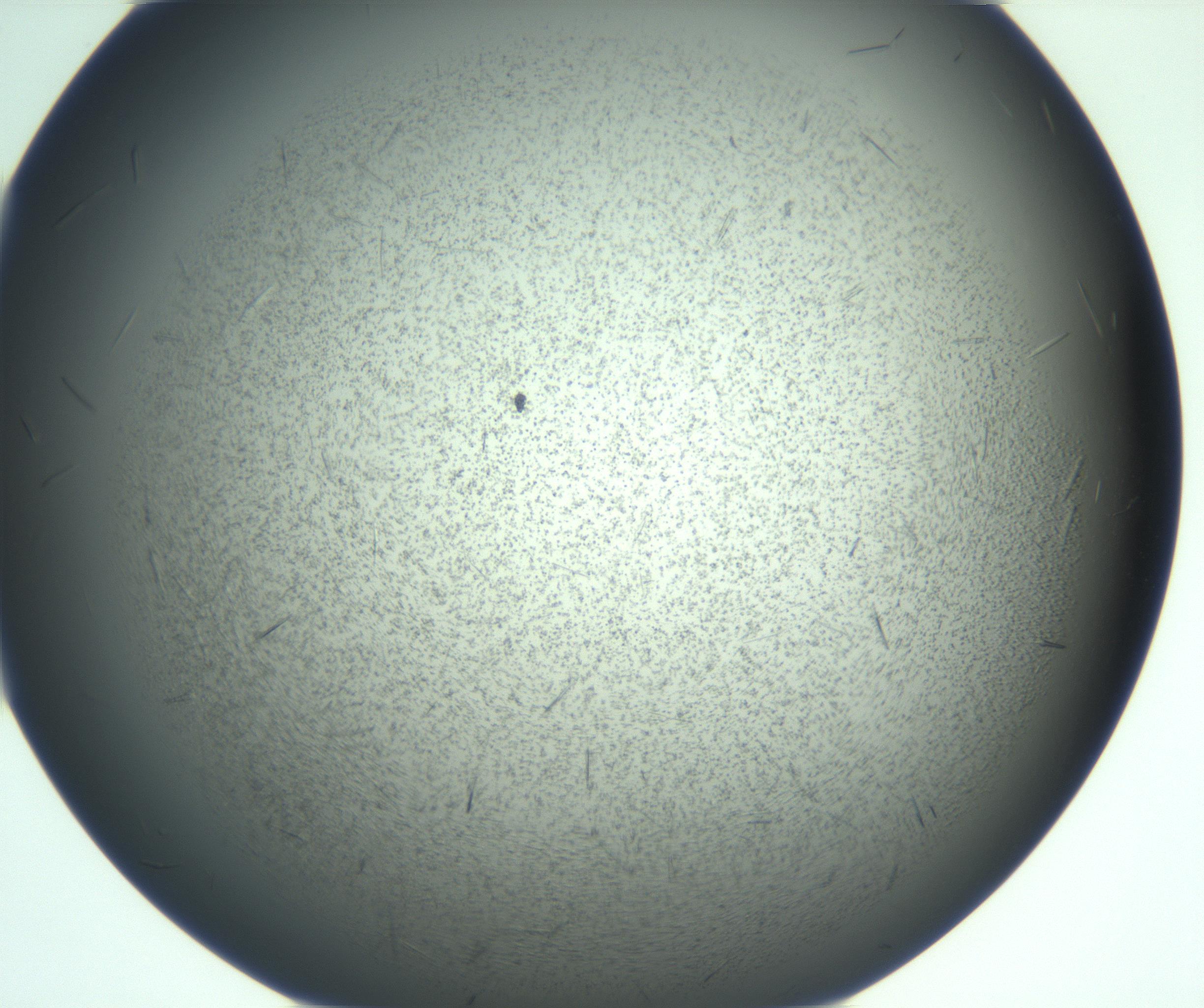 RI01_03_000_0212_Proj1_Clon1_MC_0000MC103167_006_161231_06_04_02_00_99_002_001_RAI.jpg