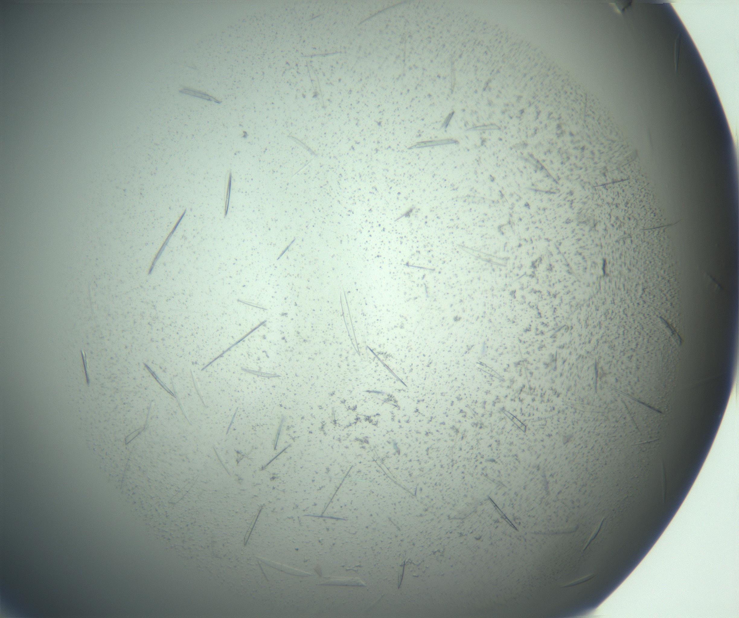 RI01_03_000_0212_Proj1_Clon1_MC_0000MC103167_006_161231_08_01_01_00_99_002_001_RAI.jpg