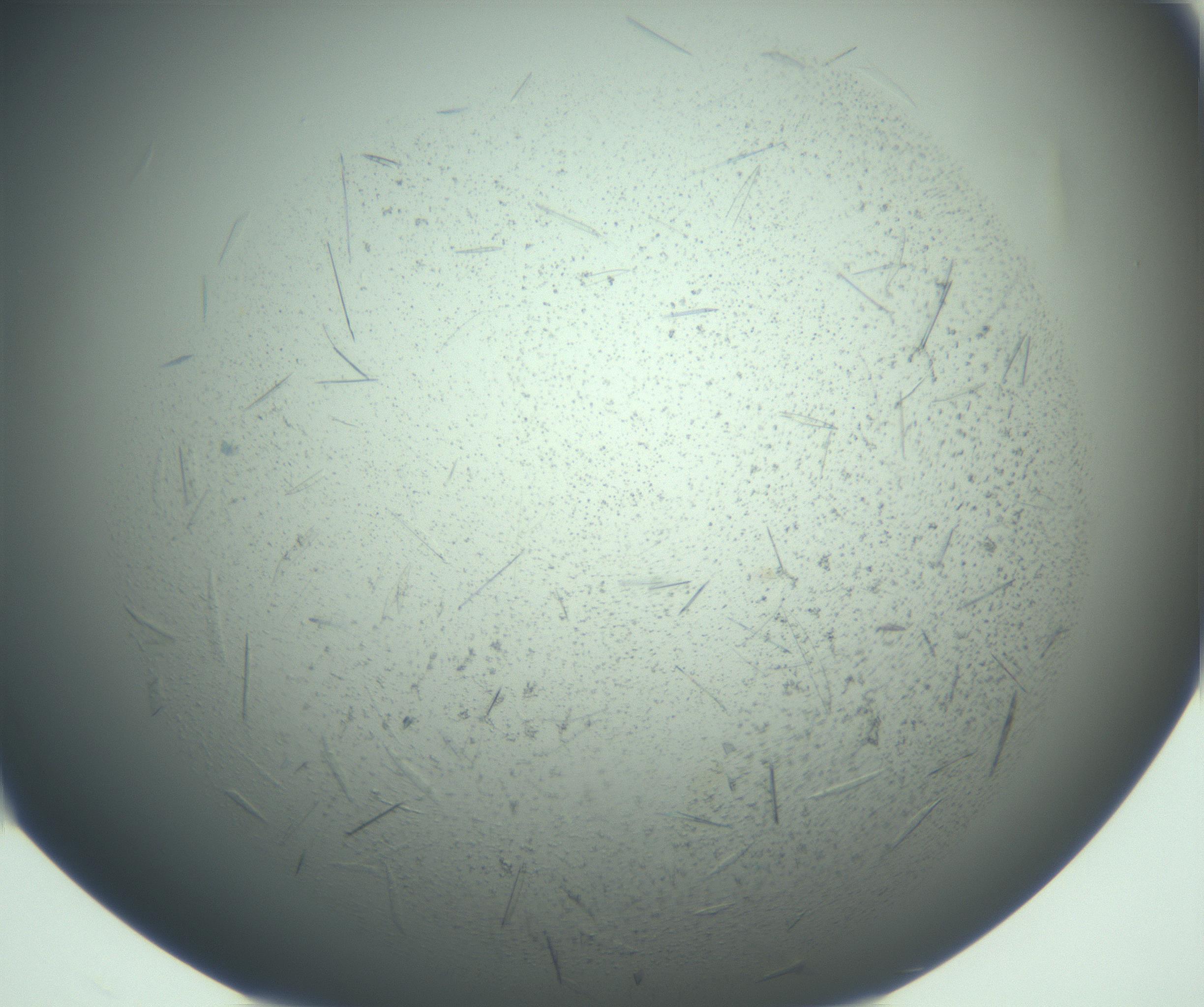 RI01_03_000_0212_Proj1_Clon1_MC_0000MC103167_006_161231_08_01_02_00_99_002_001_RAI.jpg