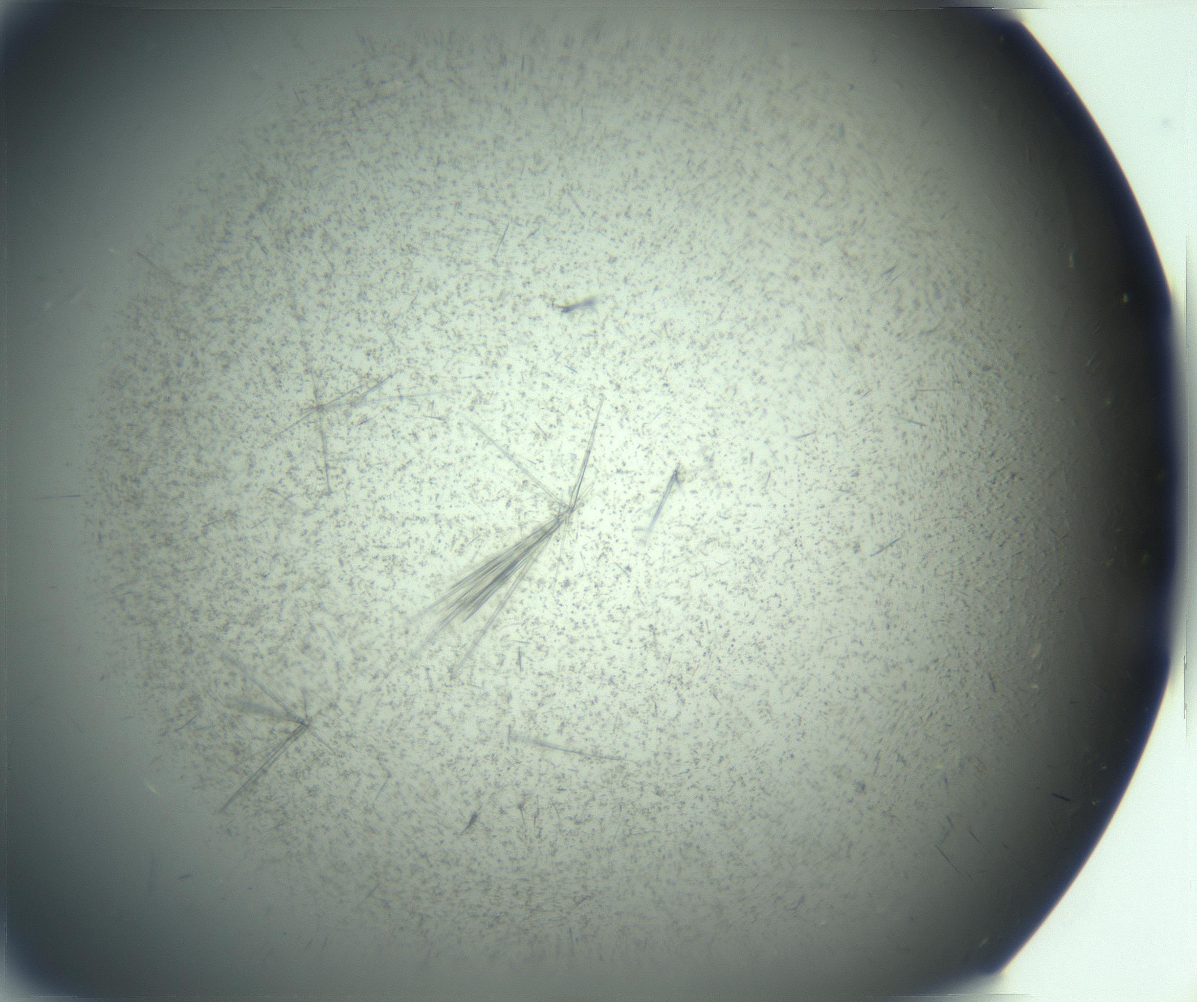 RI01_03_000_0212_Proj1_Clon1_MC_0000MC103167_006_161231_08_03_01_00_99_002_001_RAI.jpg
