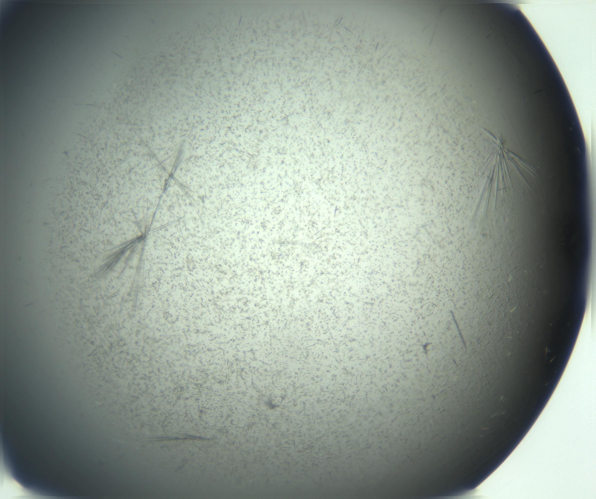 RI01_03_000_0212_Proj1_Clon1_MC_0000MC103167_006_161231_08_03_02_00_99_002_001_RAI.jpg