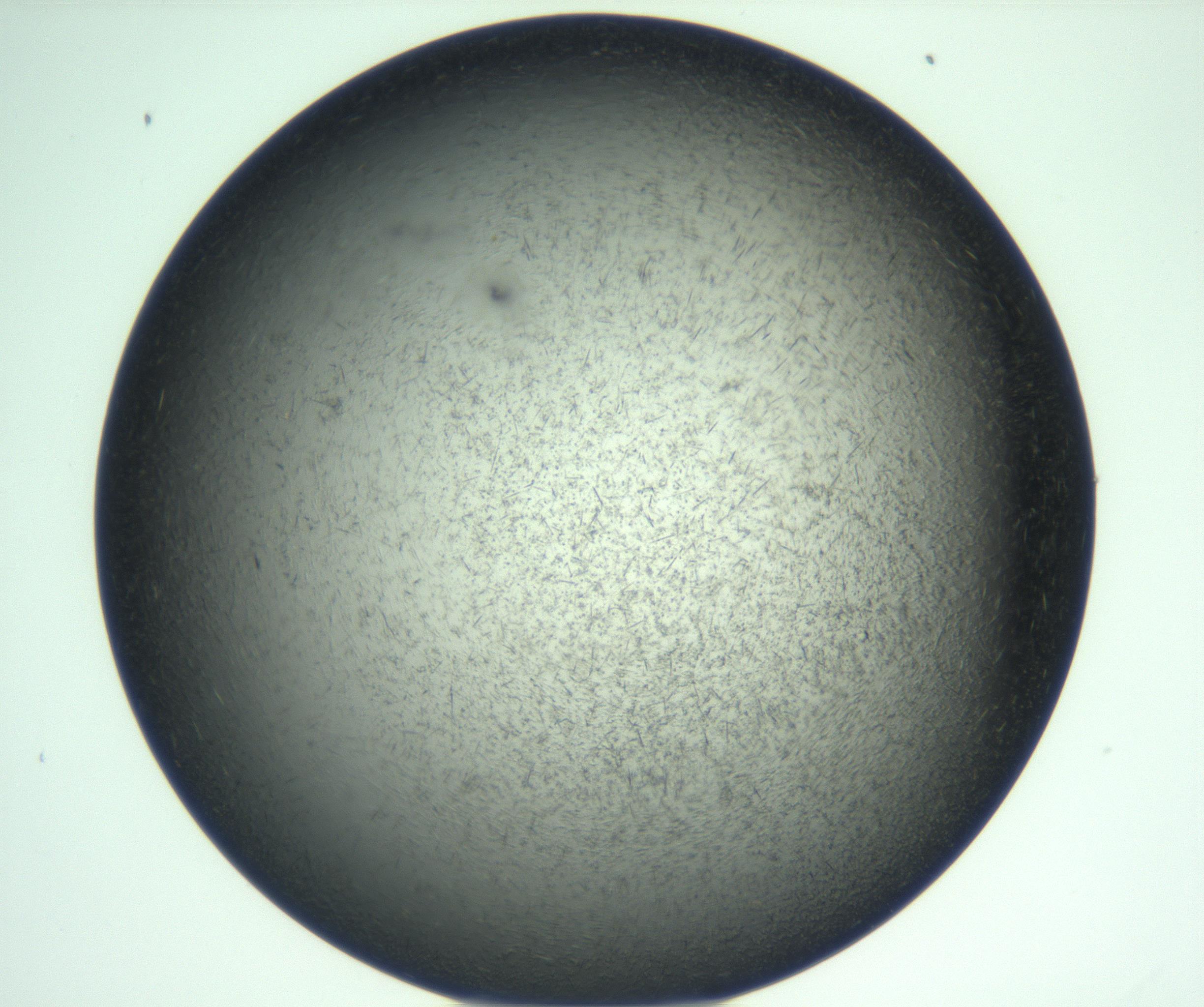 RI01_03_000_0212_Proj1_Clon1_MC_0000MC103167_006_161231_11_02_01_00_99_002_001_RAI.jpg