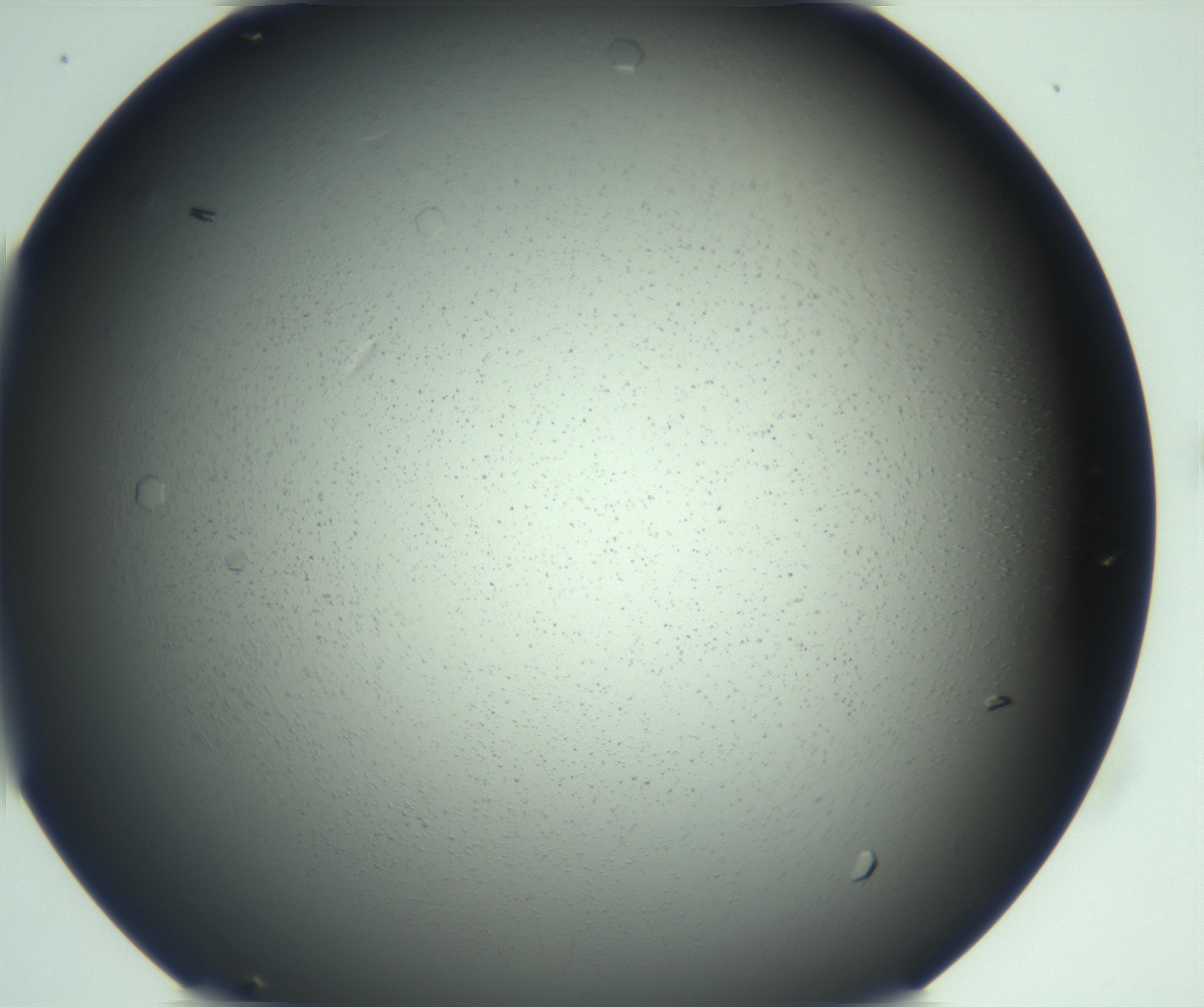 RI01_03_000_0212_Proj1_Clon1_MC_0000MC103167_006_161231_11_03_01_00_99_002_001_RAI.jpg
