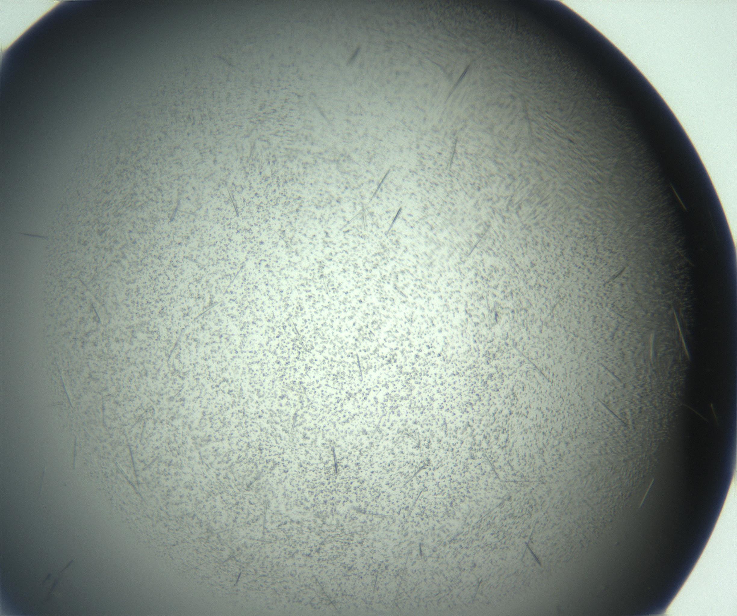 RI01_03_000_0212_Proj1_Clon1_MC_0000MC103167_006_161231_12_06_01_00_99_002_001_RAI.jpg