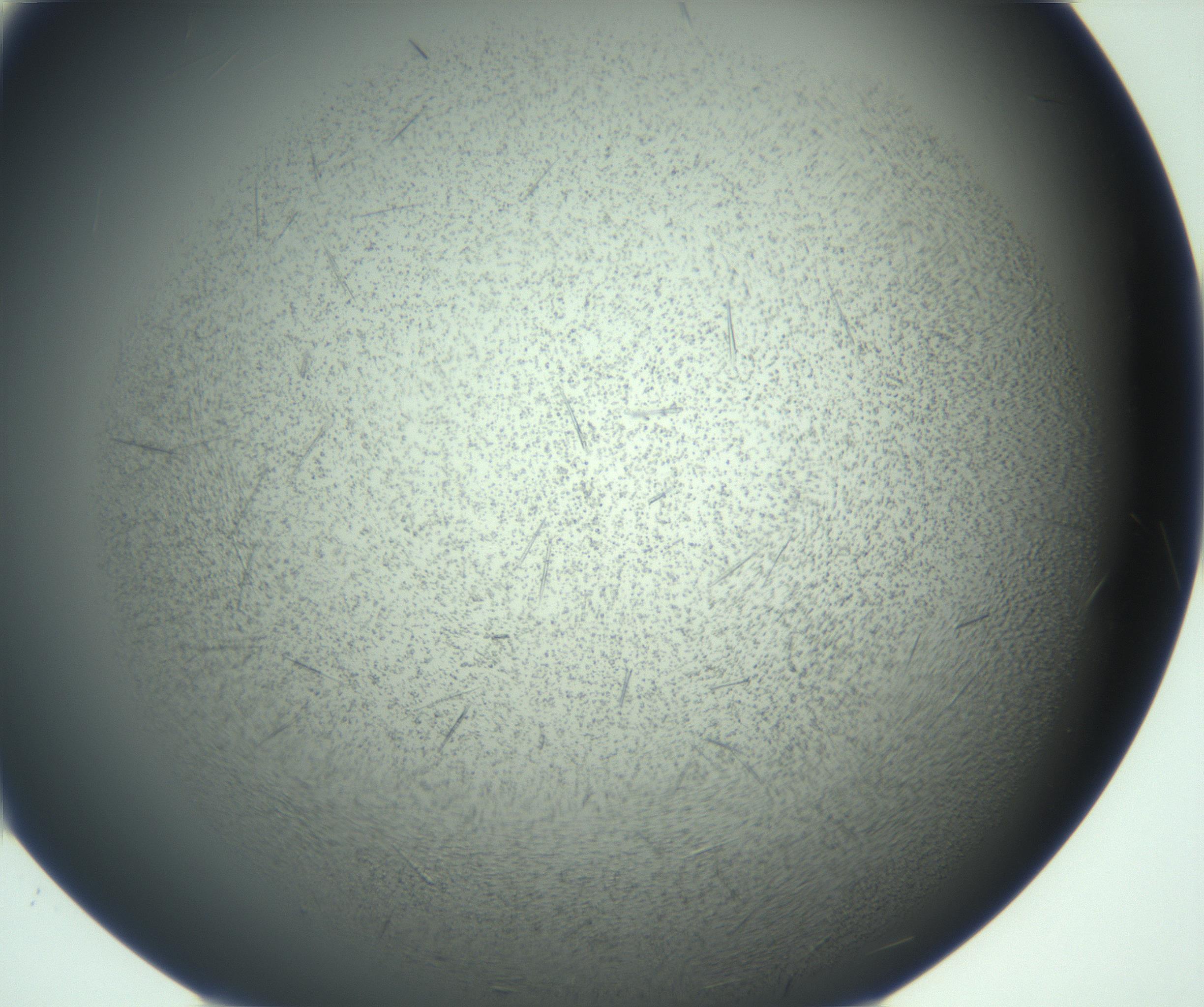 RI01_03_000_0212_Proj1_Clon1_MC_0000MC103167_006_161231_12_06_02_00_99_002_001_RAI.jpg