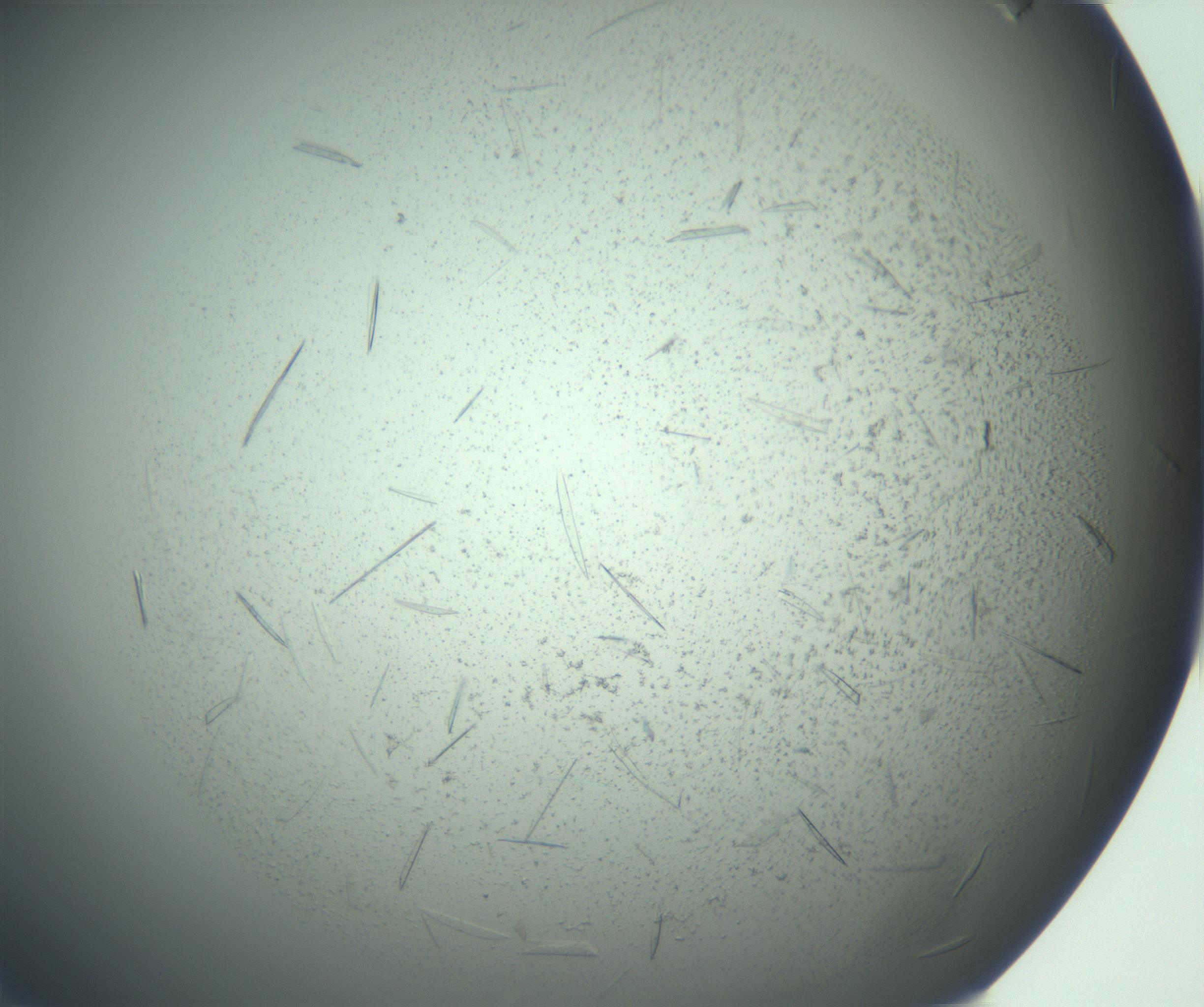 RI01_03_000_0212_Proj1_Clon1_MC_0000MC103167_007_170104_08_01_01_00_99_002_001_RAI.jpg