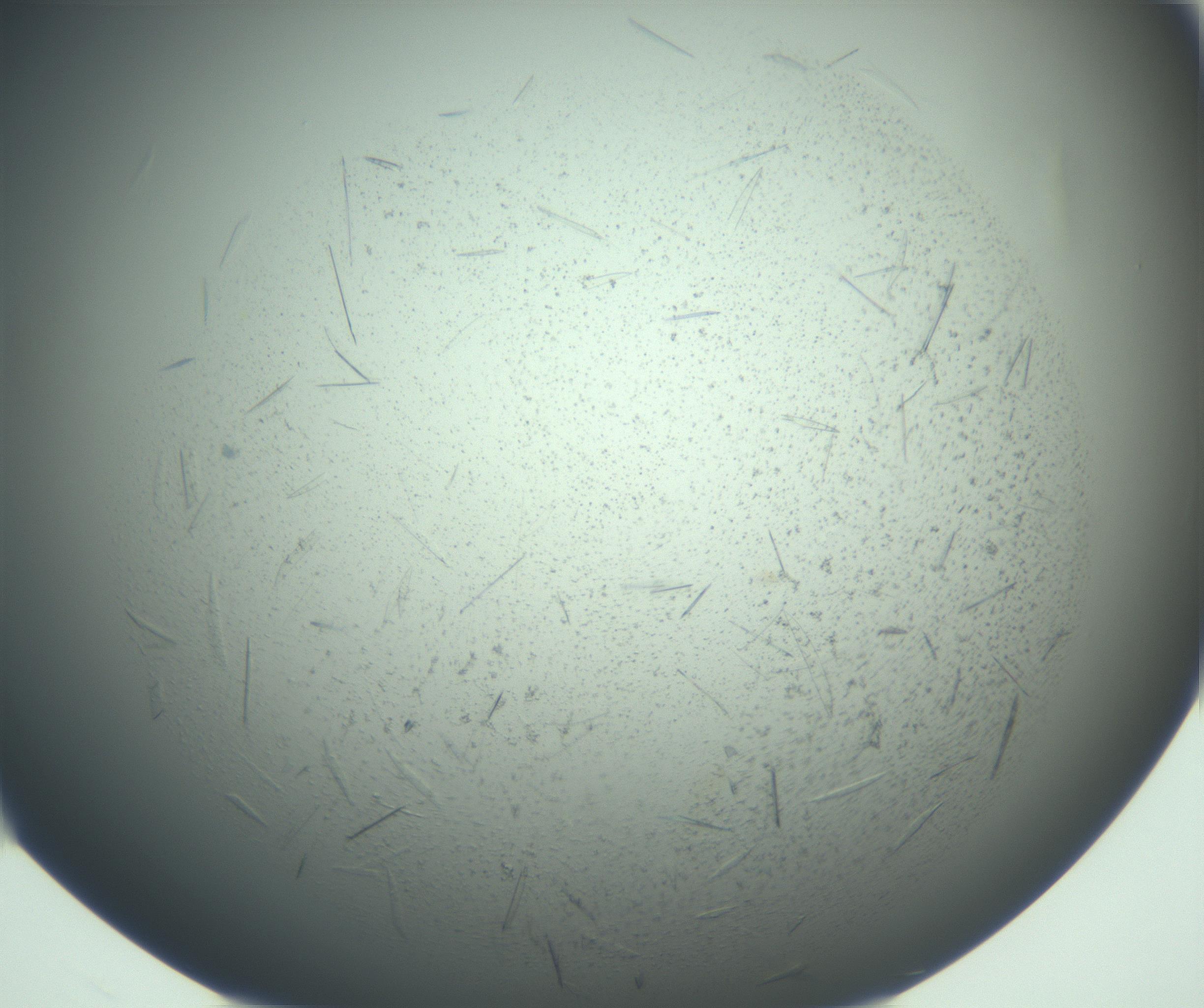 RI01_03_000_0212_Proj1_Clon1_MC_0000MC103167_007_170104_08_01_02_00_99_002_001_RAI.jpg