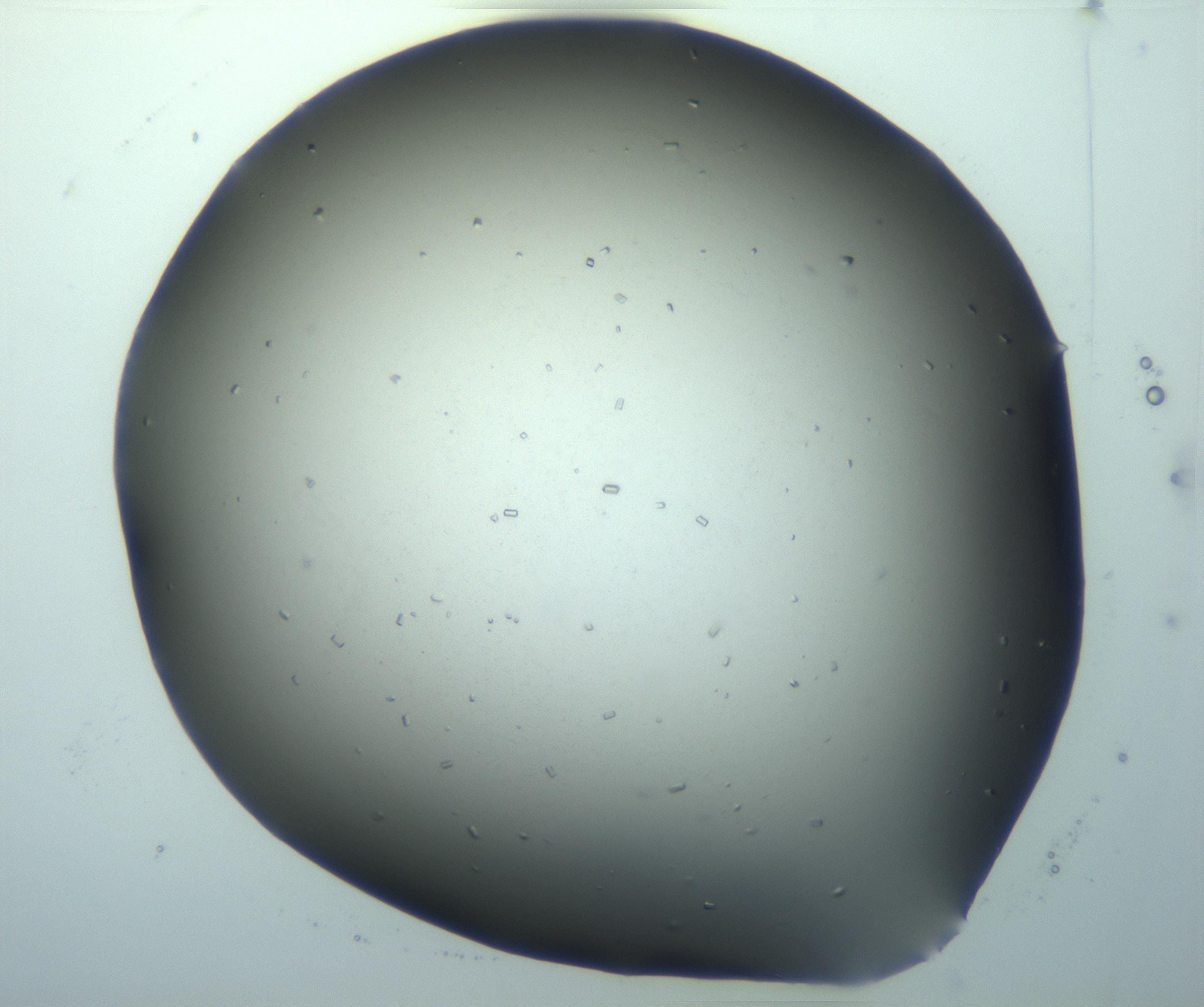 RI01_03_000_0212_Proj1_Clon1_MC_0000MC103168_004_161226_02_03_02_00_99_002_001_RAI.jpg