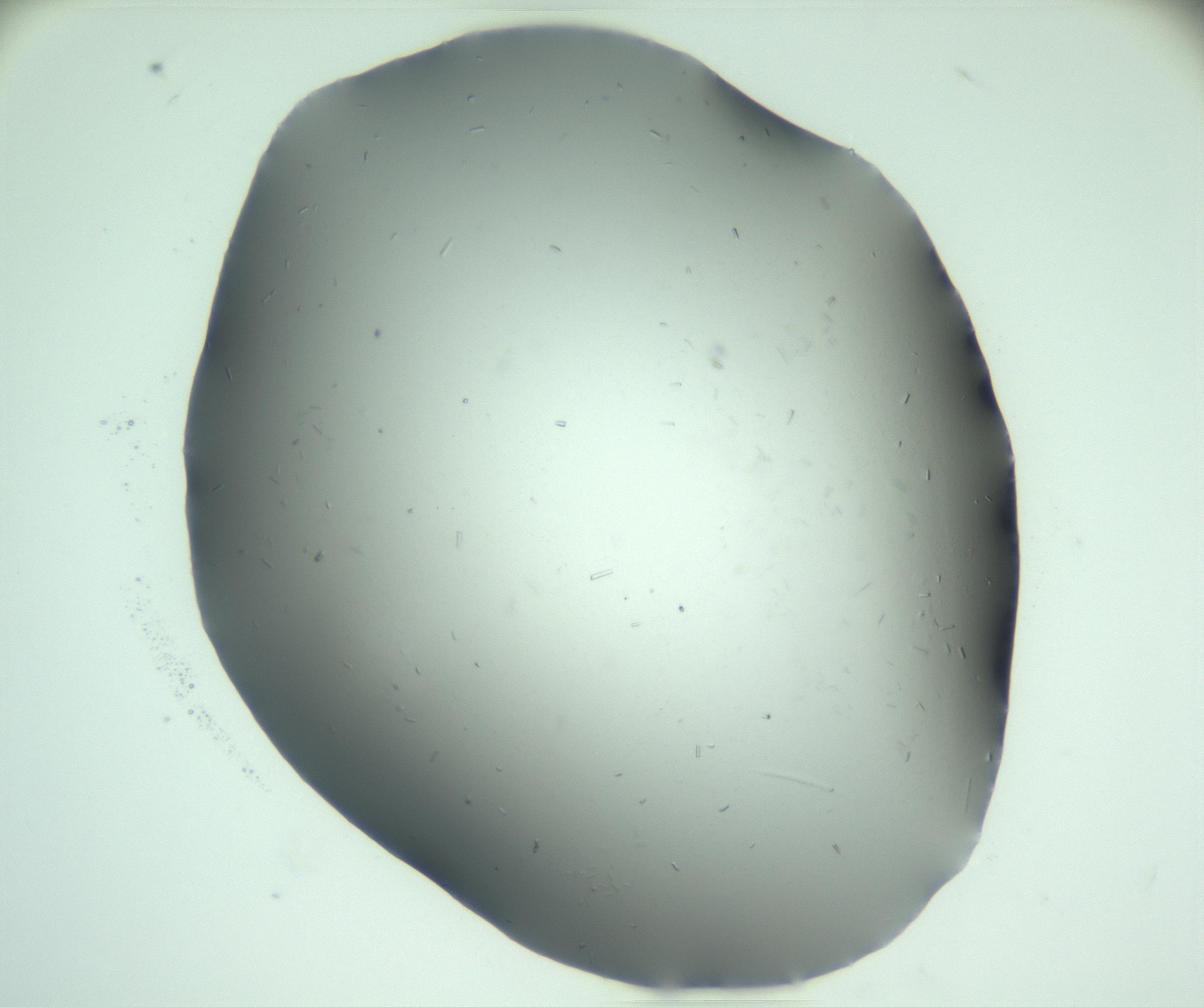 RI01_03_000_0212_Proj1_Clon1_MC_0000MC103169_003_161224_03_02_01_00_99_002_001_RAI.jpg