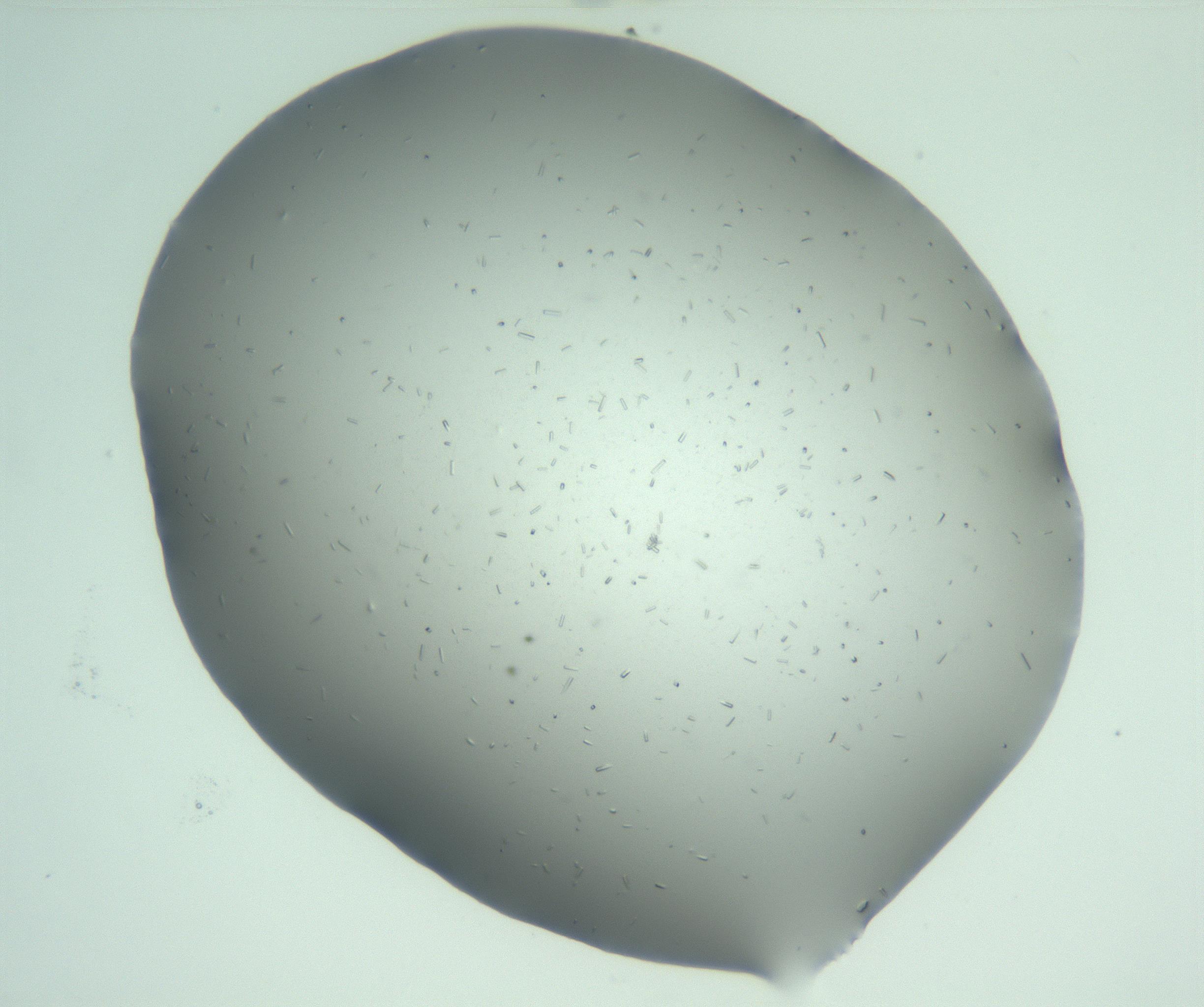 RI01_03_000_0212_Proj1_Clon1_MC_0000MC103169_003_161224_03_02_02_00_99_002_001_RAI.jpg