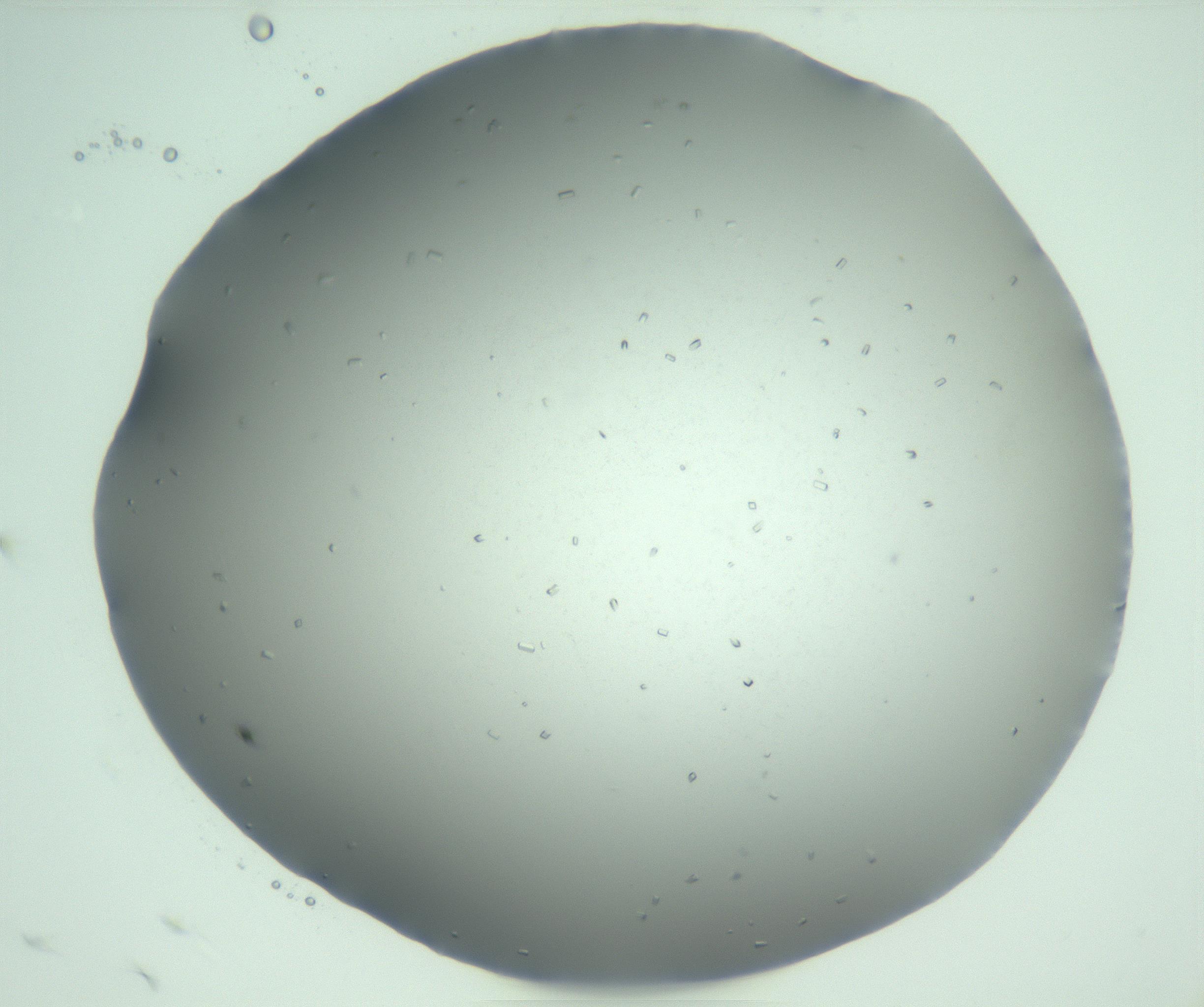 RI01_03_000_0212_Proj1_Clon1_MC_0000MC103169_003_161224_09_01_02_00_99_002_001_RAI.jpg