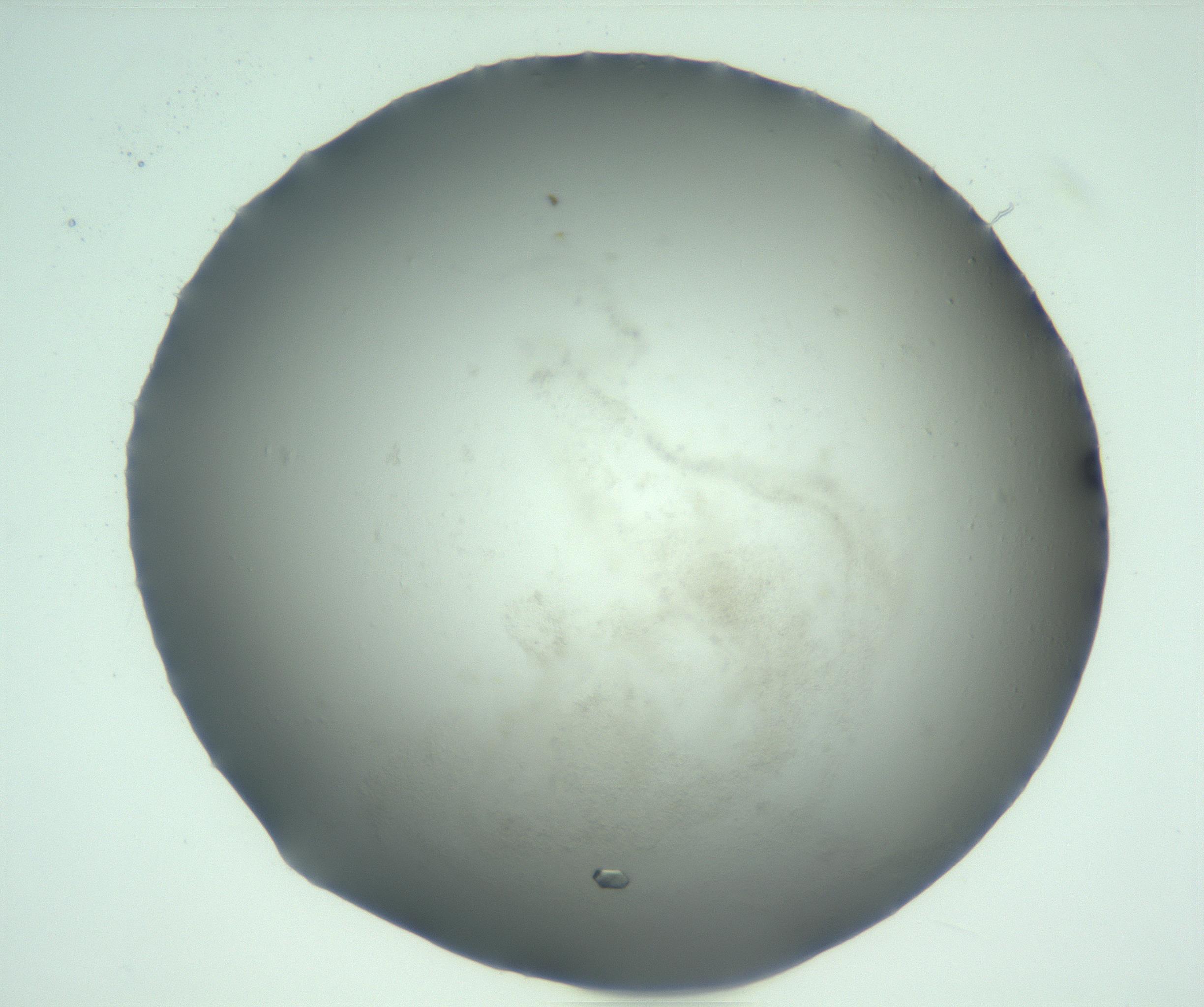 RI01_03_000_0212_Proj1_Clon1_MC_0000MC103169_005_161228_12_07_01_00_99_002_001_RAI.jpg