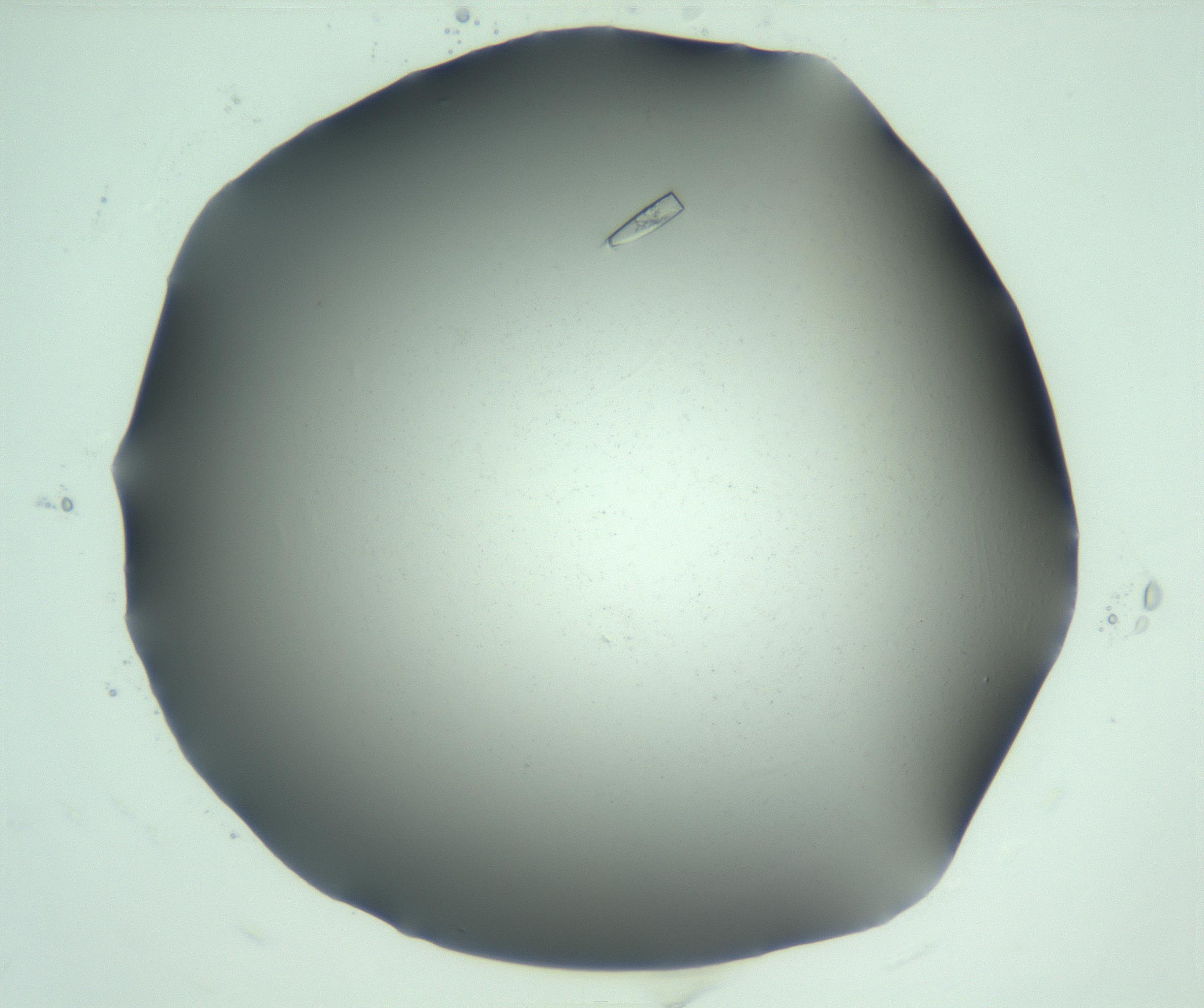 RI01_03_000_0212_Proj1_Clon1_MC_0000MC103169_007_170104_06_01_01_00_99_002_001_RAI.jpg