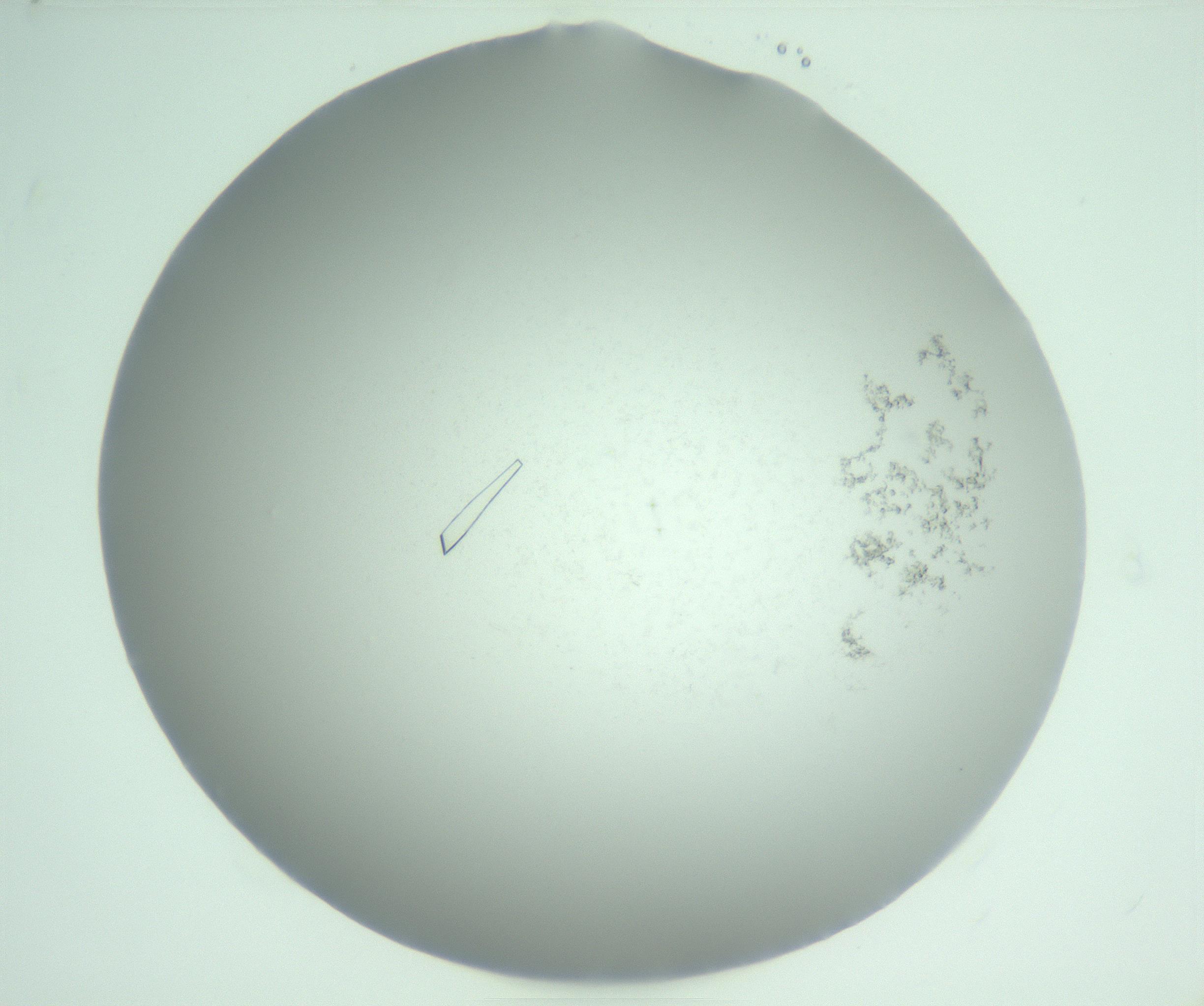 RI01_03_000_0212_Proj1_Clon1_MC_0000MC103169_008_170111_05_01_02_00_99_002_001_RAI.jpg