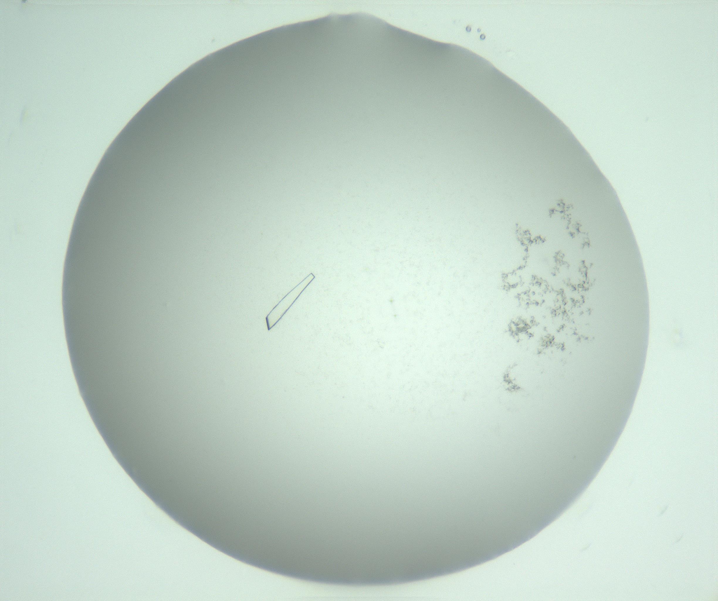 RI01_03_000_0212_Proj1_Clon1_MC_0000MC103169_010_170125_05_01_02_00_99_002_001_RAI.jpg