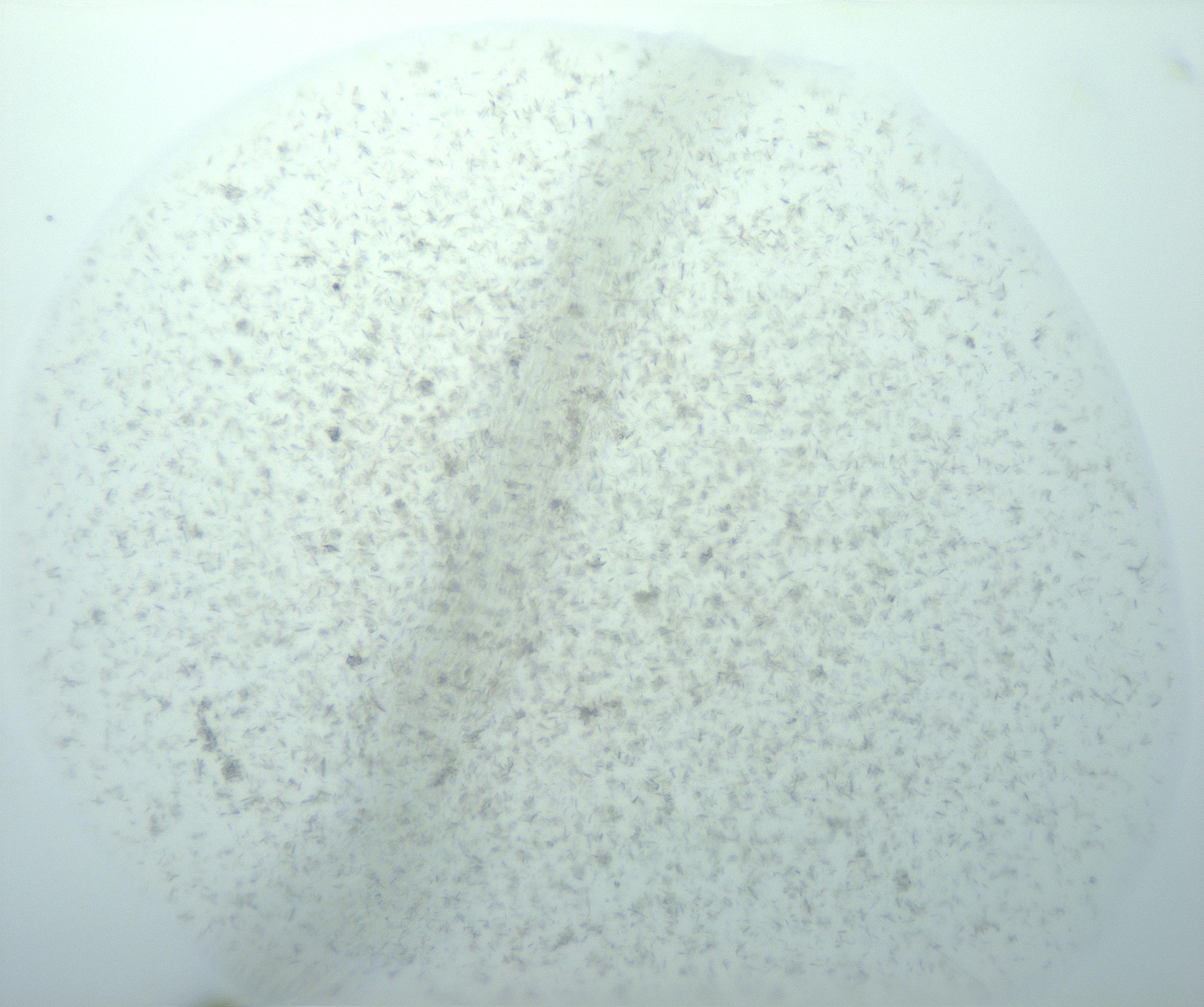 RI01_03_000_0212_Proj1_Clon1_MC_0000MC103170_002_161223_02_03_02_00_99_002_001_RAI.jpg