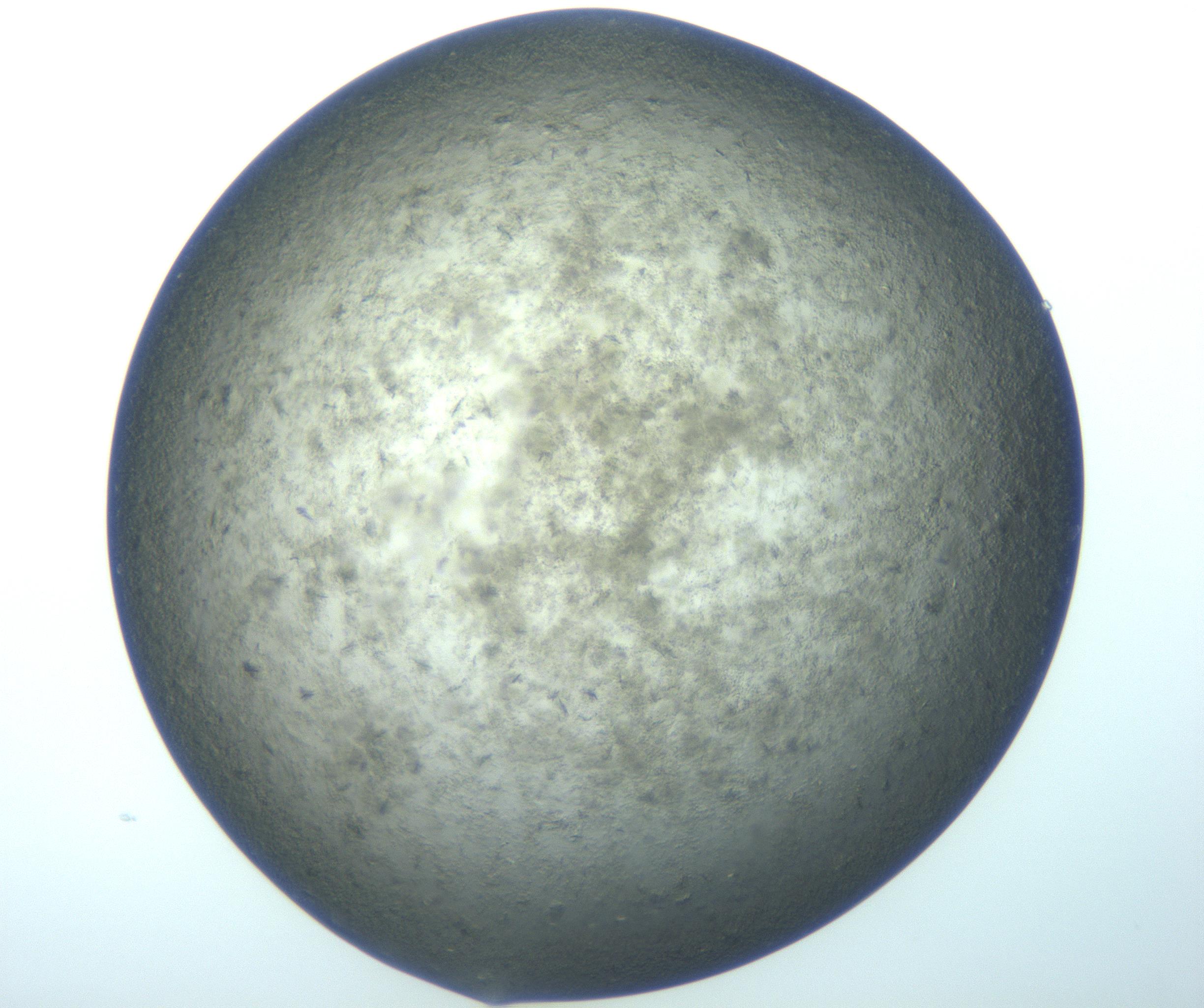 RI01_03_000_0212_Proj1_Clon1_MC_0000MC103170_002_161223_03_07_01_00_99_002_001_RAI.jpg