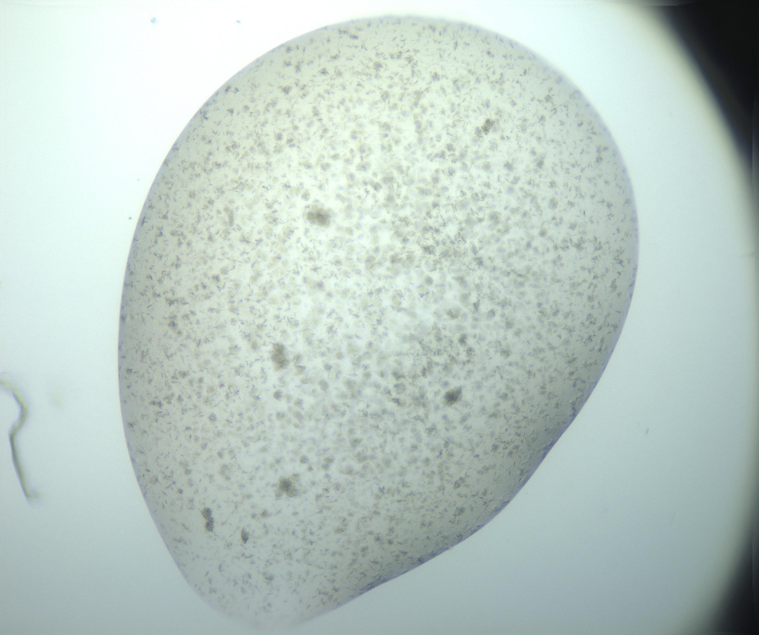 RI01_03_000_0212_Proj1_Clon1_MC_0000MC103170_002_161223_03_07_02_00_99_002_001_RAI.jpg