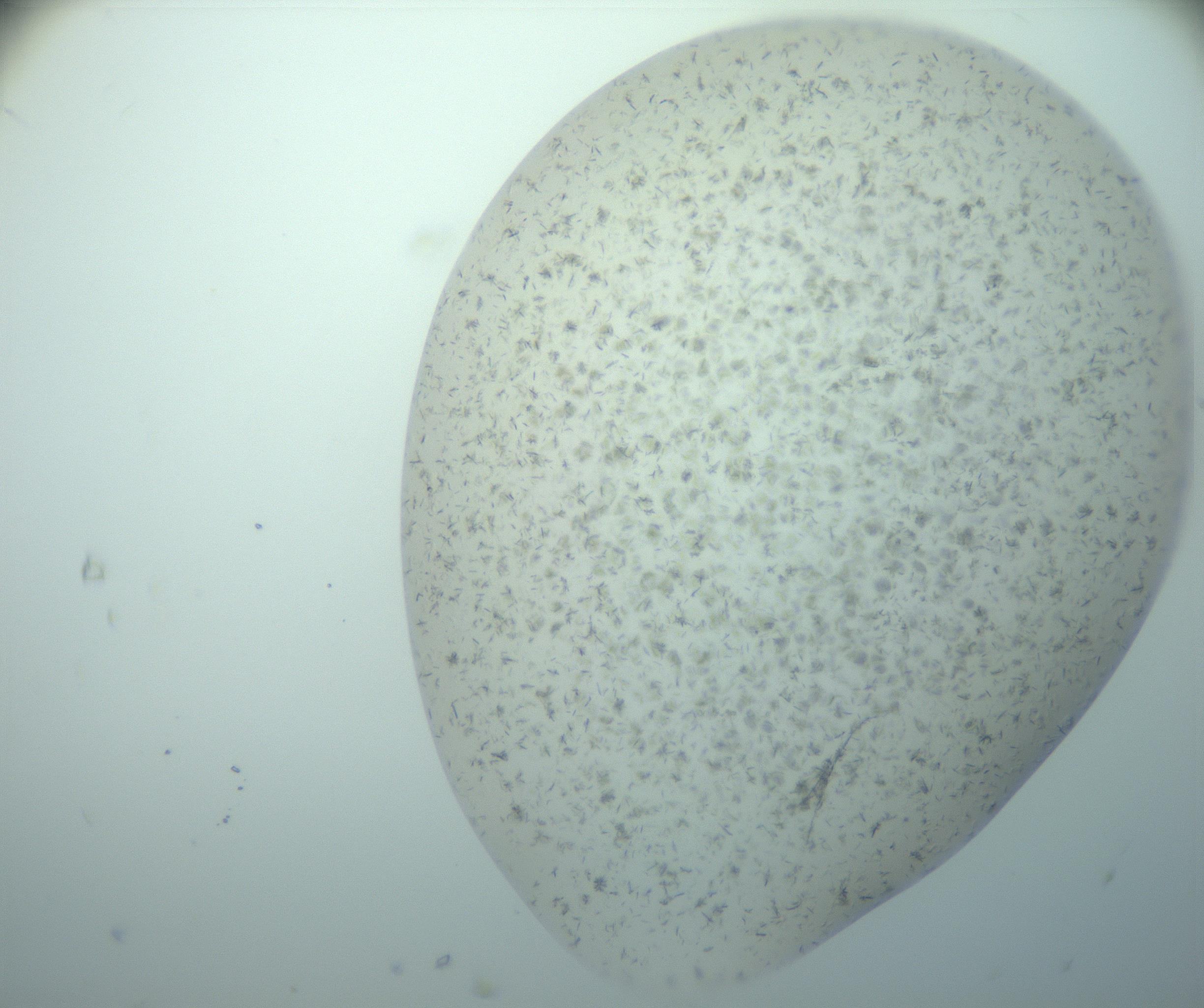 RI01_03_000_0212_Proj1_Clon1_MC_0000MC103170_002_161223_05_07_02_00_99_002_001_RAI.jpg