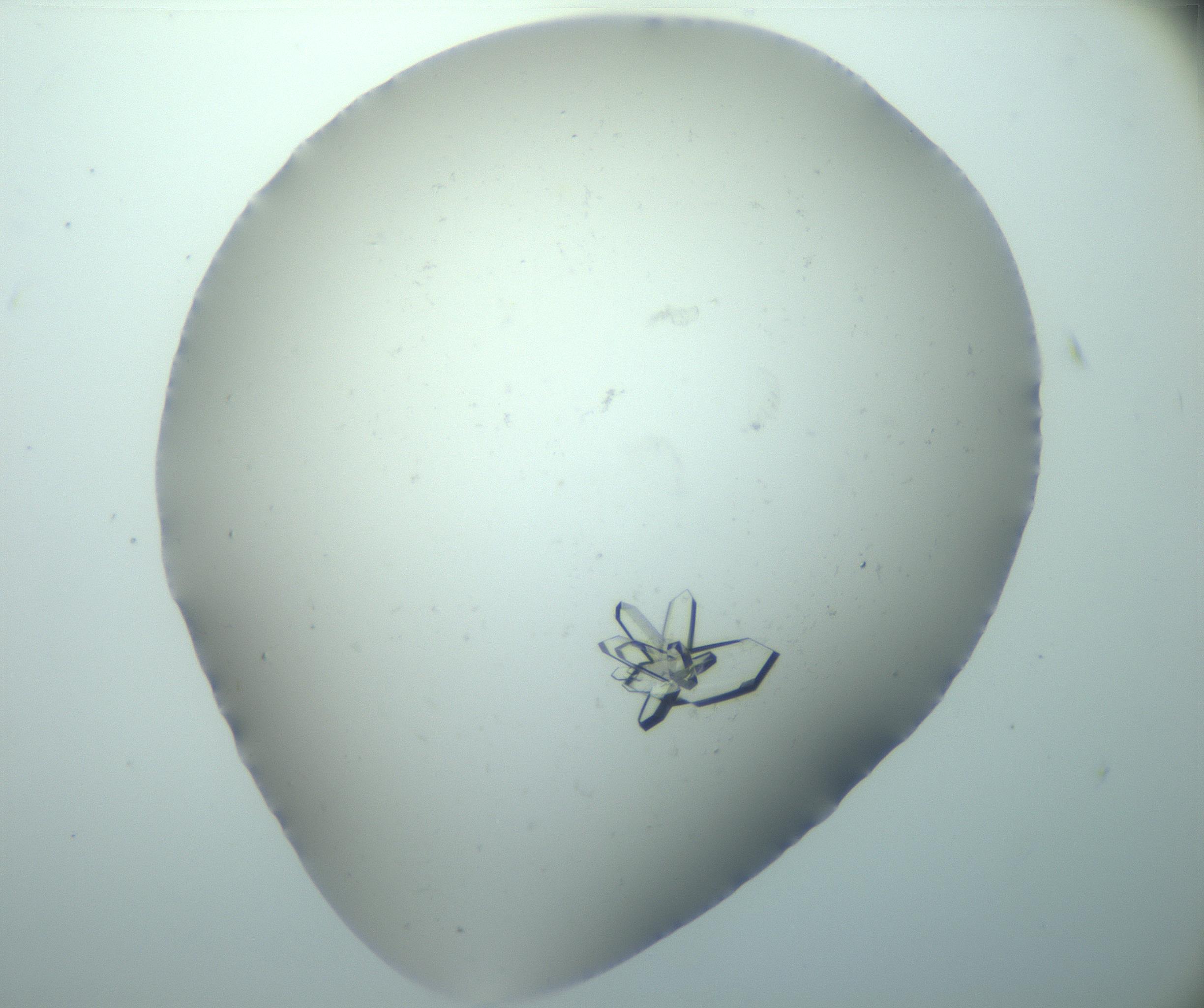 RI01_03_000_0212_Proj1_Clon1_MC_0000MC103170_002_161223_09_07_02_00_99_002_001_RAI.jpg