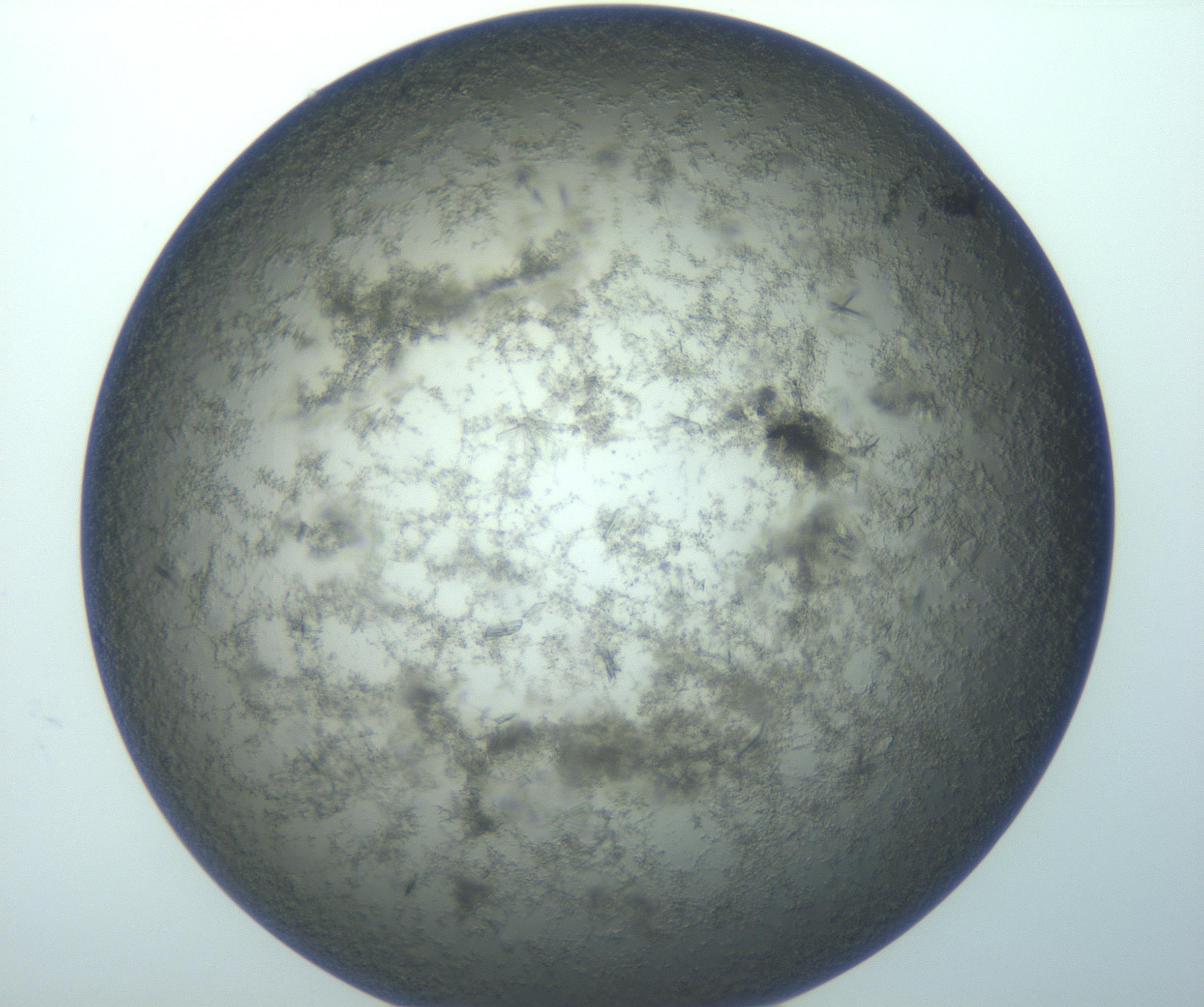 RI01_03_000_0212_Proj1_Clon1_MC_0000MC103170_004_161227_05_07_01_00_99_002_001_RAI.jpg