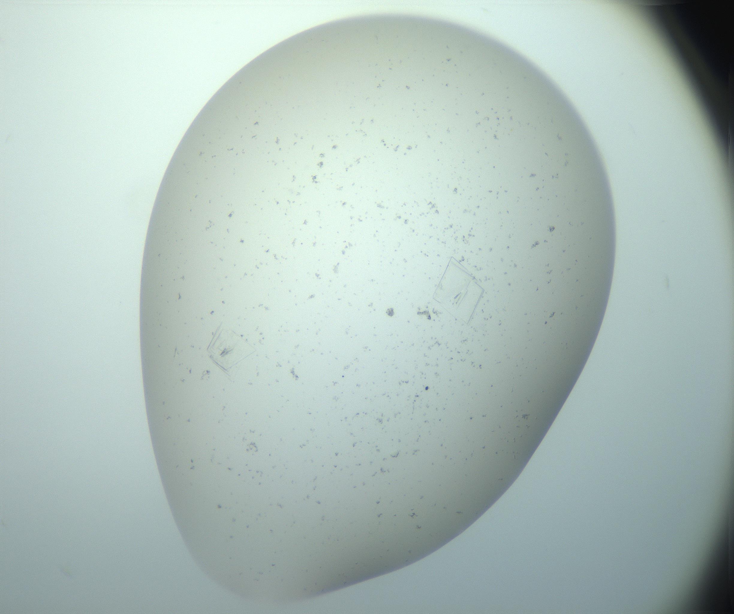 RI01_03_000_0212_Proj1_Clon1_MC_0000MC103170_005_161229_02_07_02_00_99_002_001_RAI.jpg