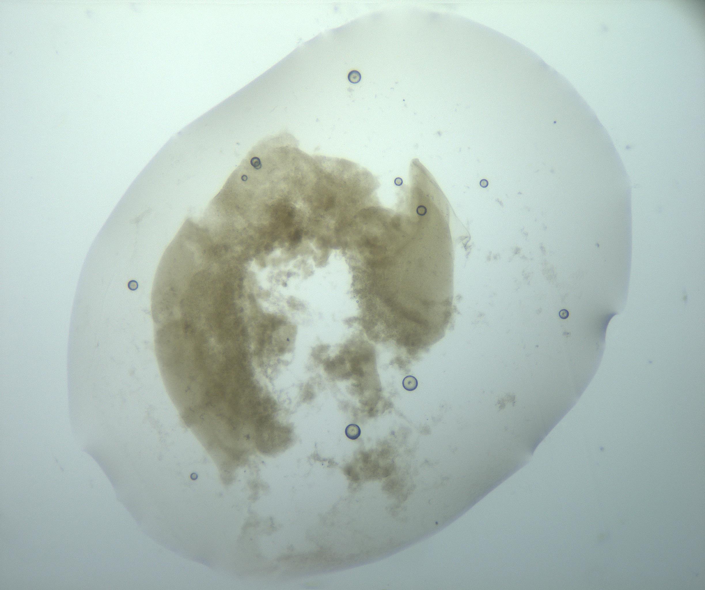 RI01_03_000_0212_Proj1_Clon1_MC_0000MC103170_005_161229_03_08_02_00_99_002_001_RAI.jpg
