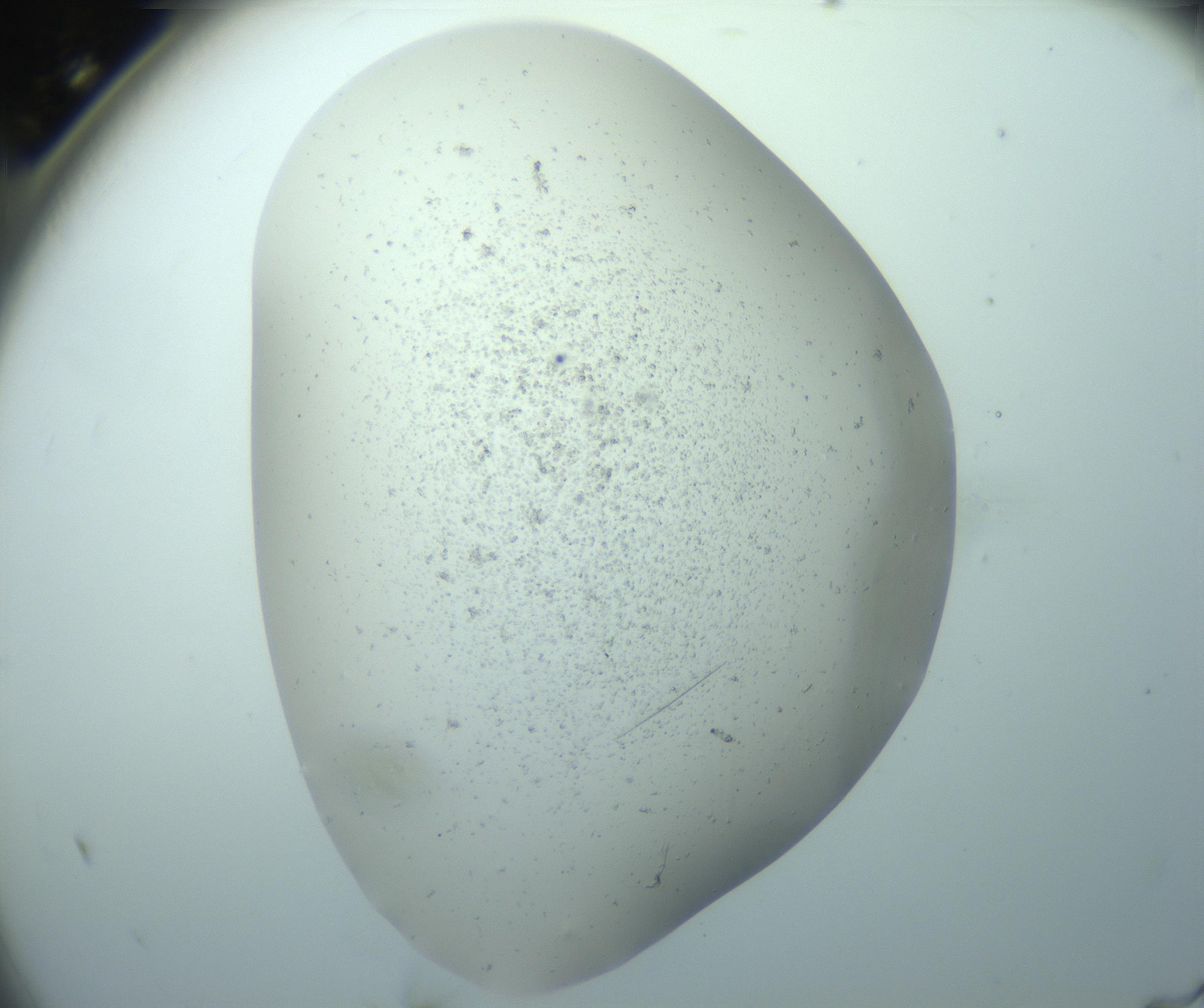 RI01_03_000_0212_Proj1_Clon1_MC_0000MC103170_005_161229_12_08_02_00_99_002_001_RAI.jpg