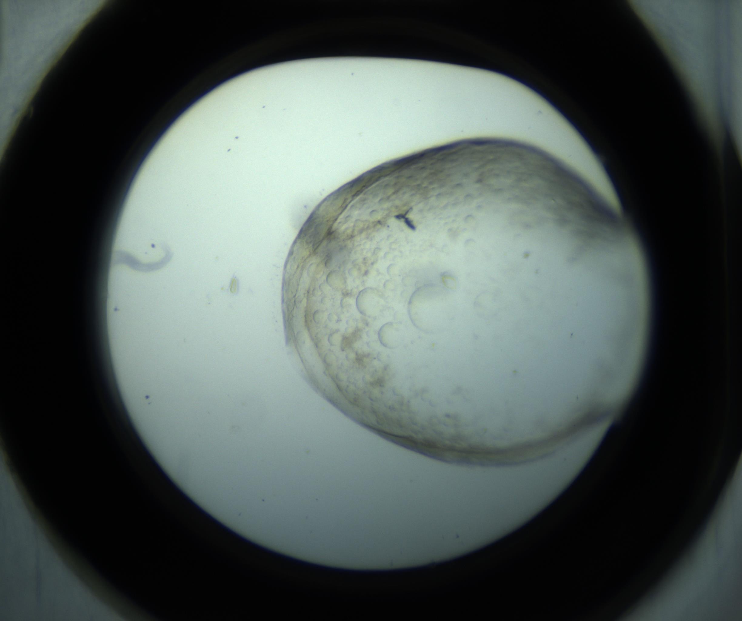 RI01_03_000_0212_Proj1_Clon1_MC_0000MC103179_002_161223_01_06_02_00_98_002_001_RAI.jpg